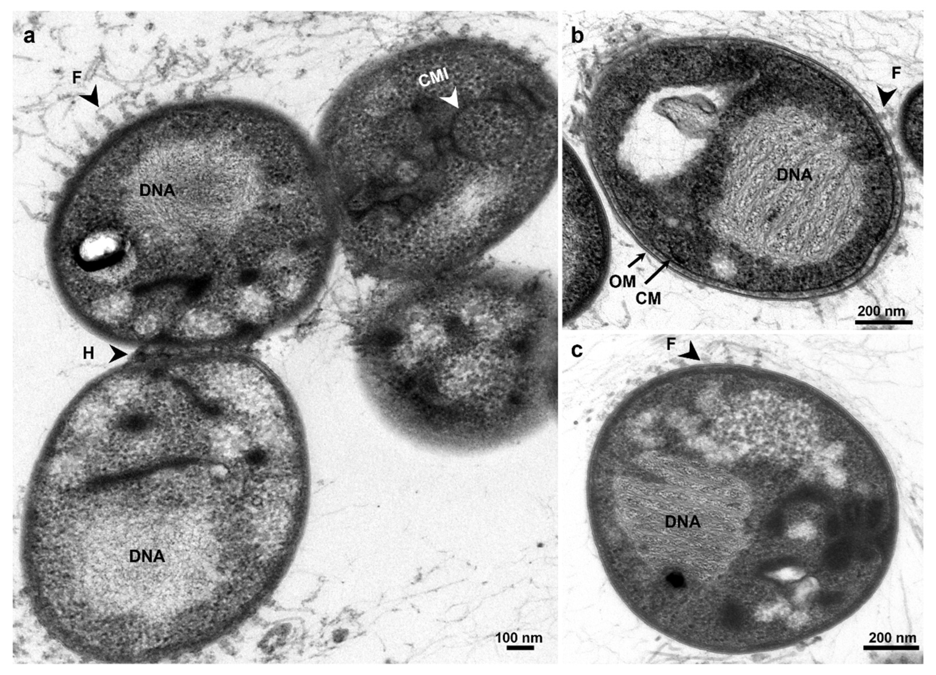 Microorganisms 10 02151 g005 Microorganisms 10 02151 g005