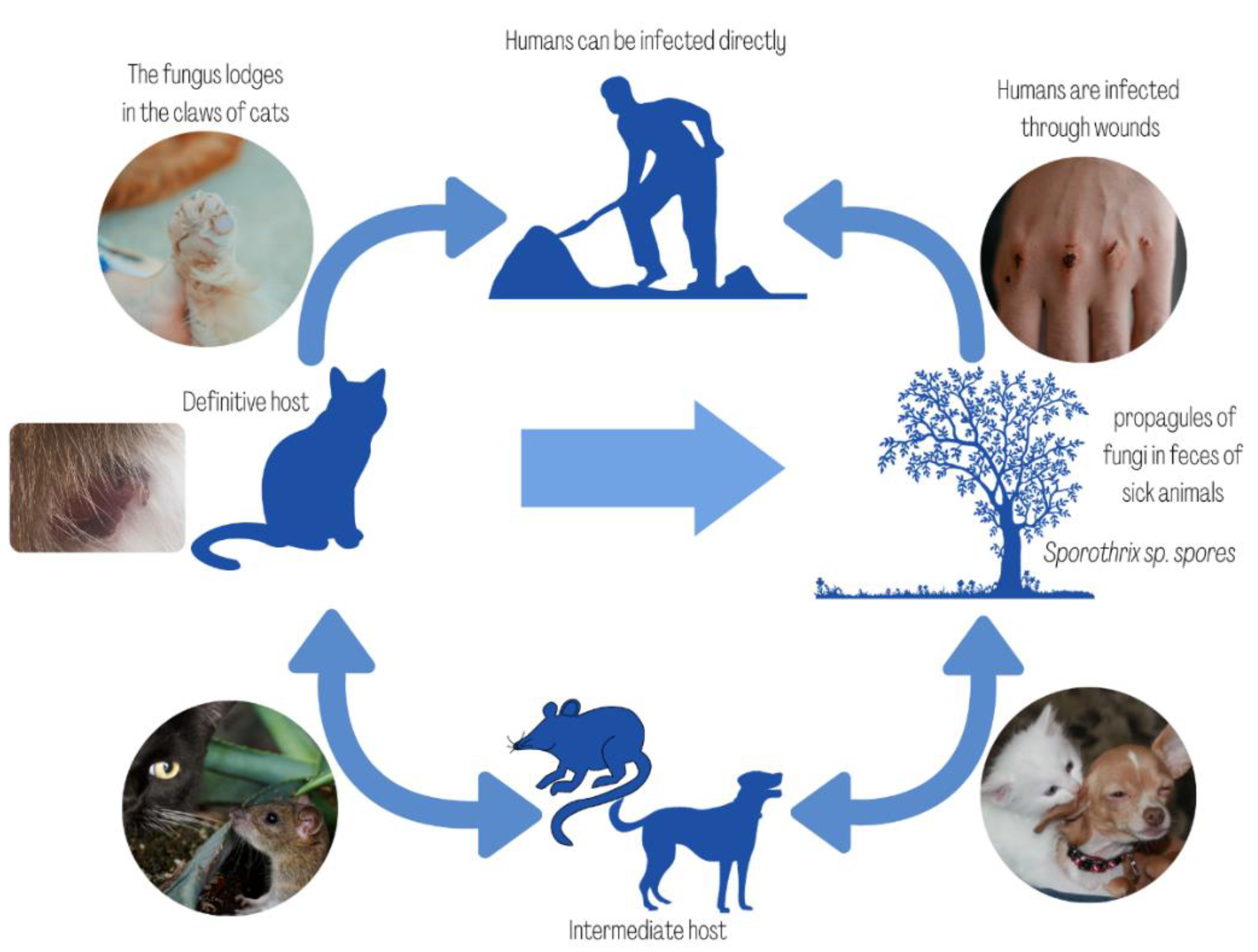 Microorganisms 10 02152 g002
