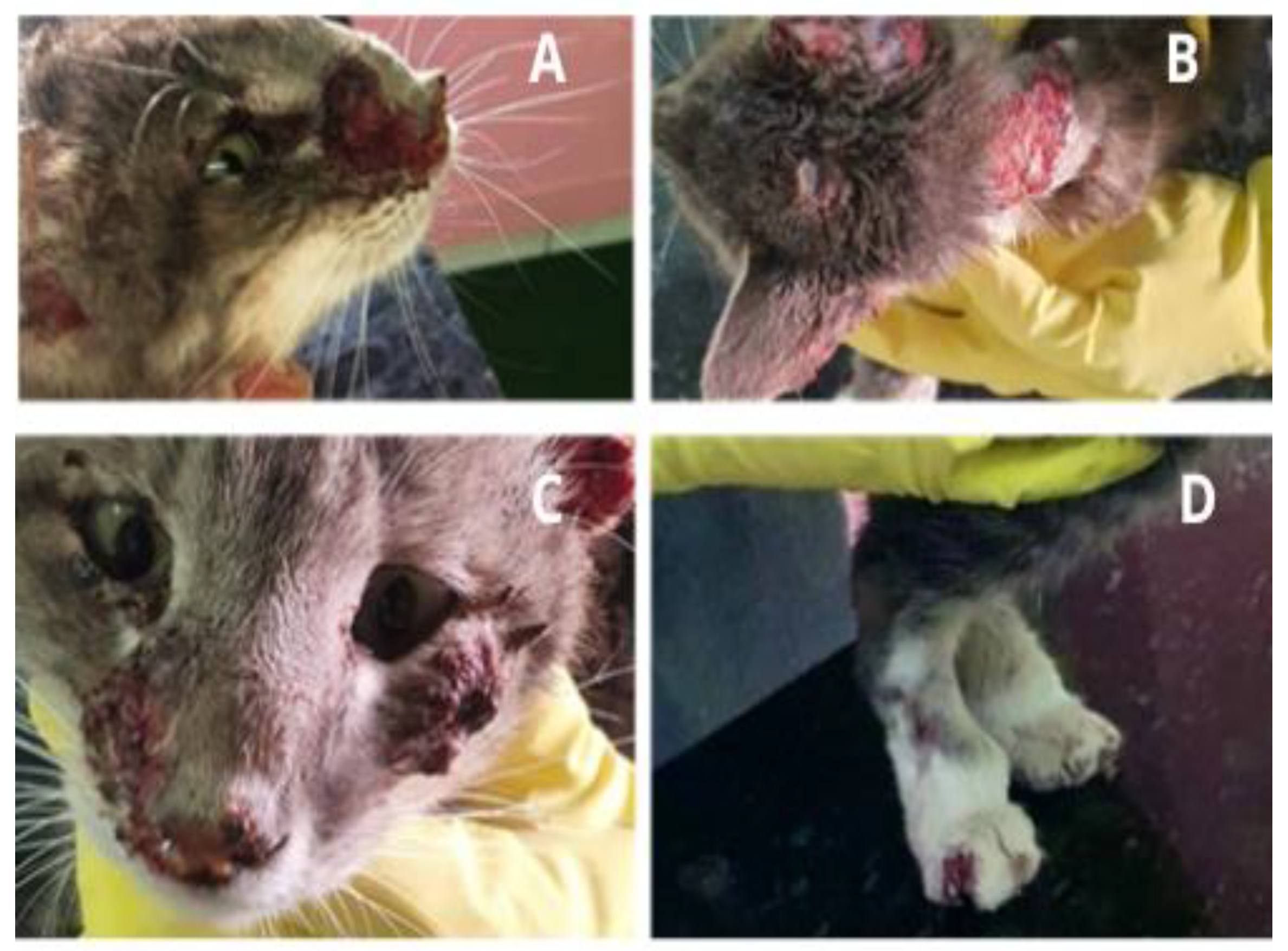 Microorganisms 10 02152 g003