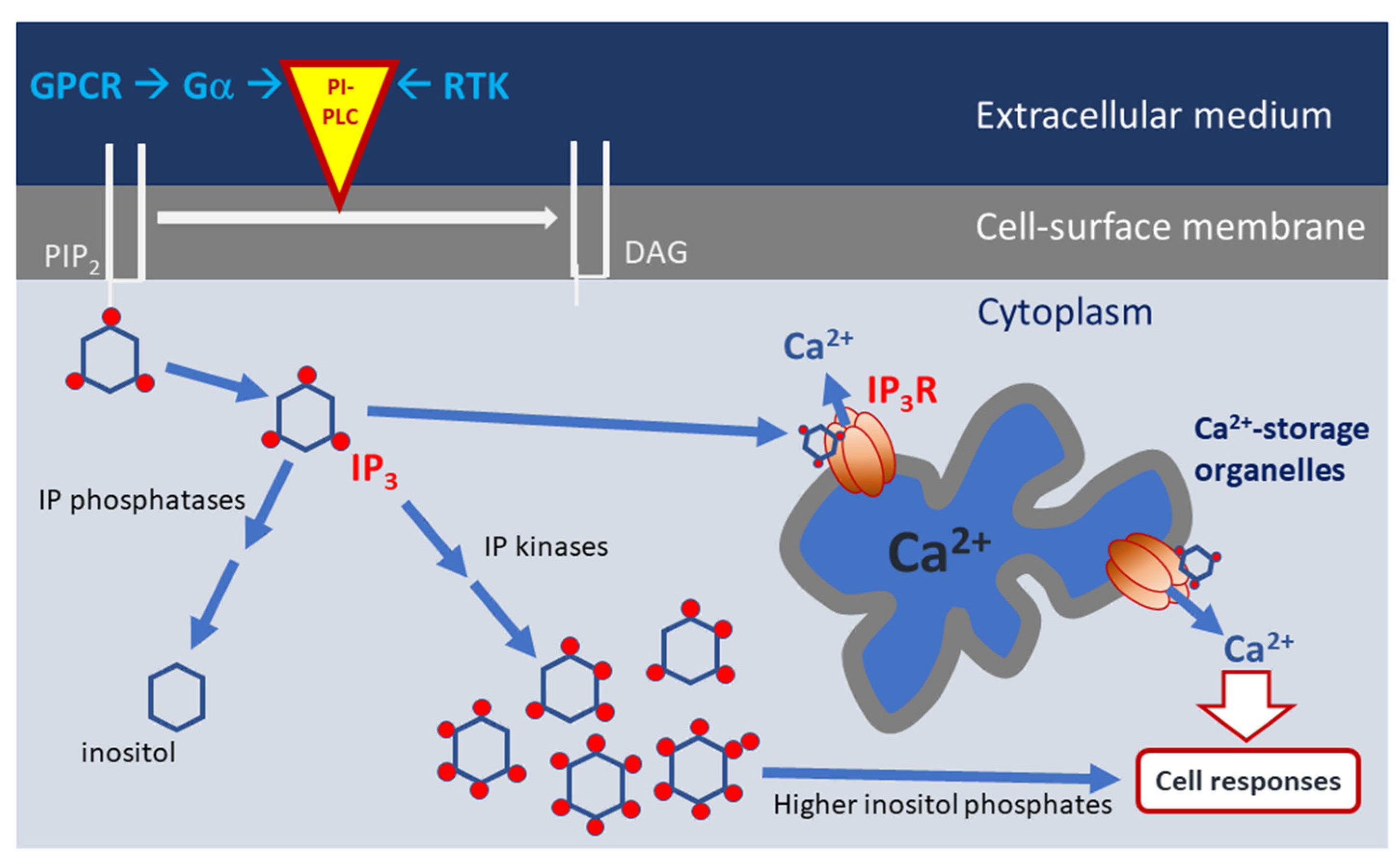 Microorganisms 10 02157 g001