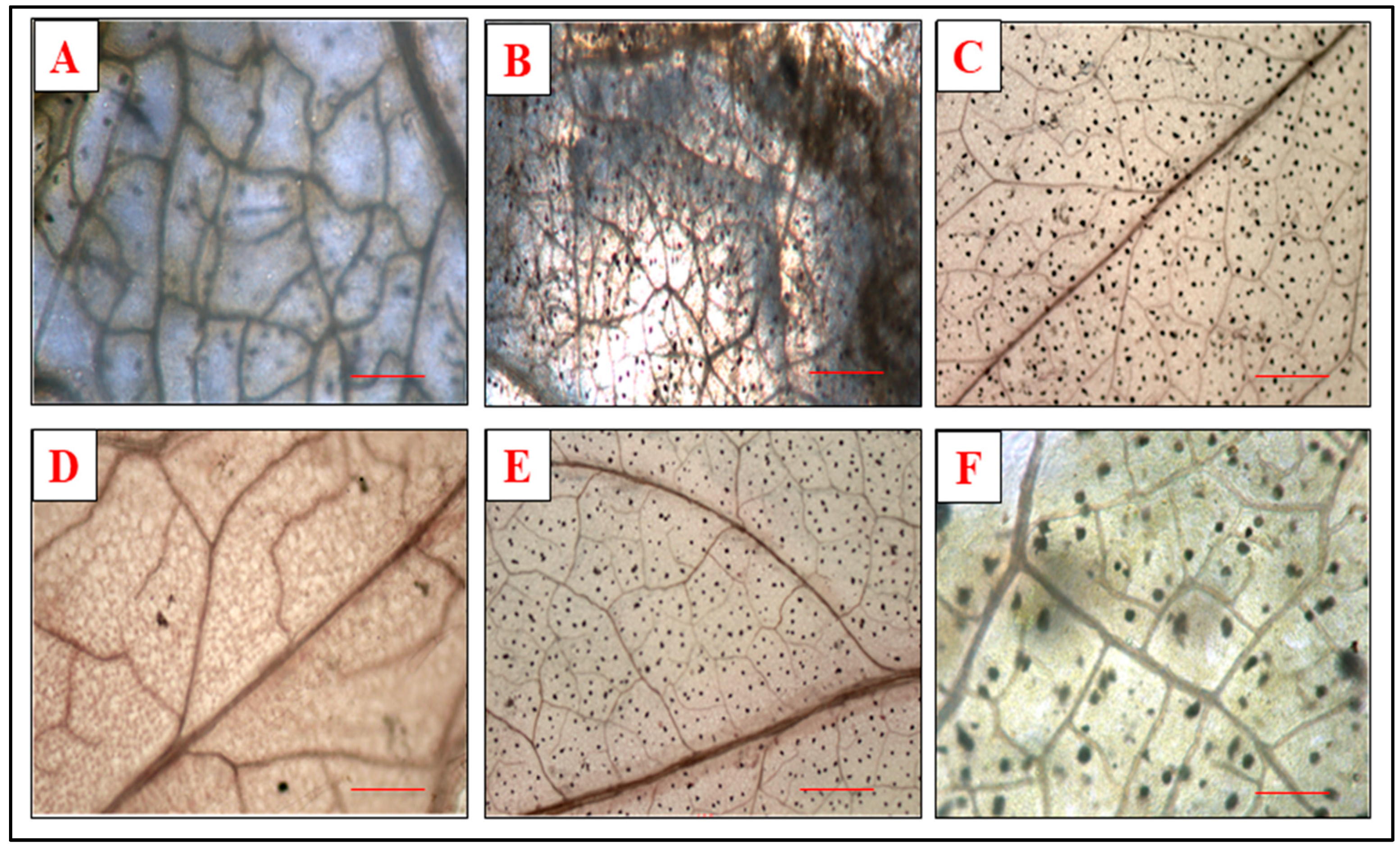 Microorganisms 10 02160 g006