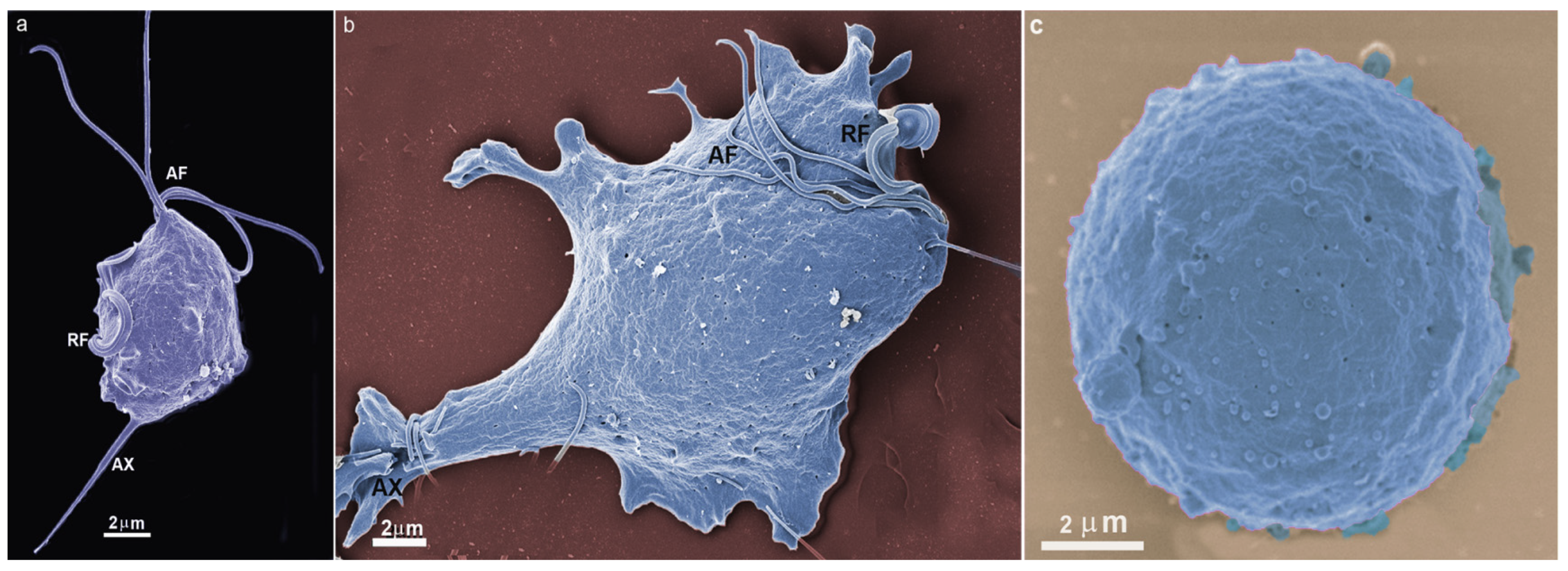 Microorganisms 10 02176 g002
