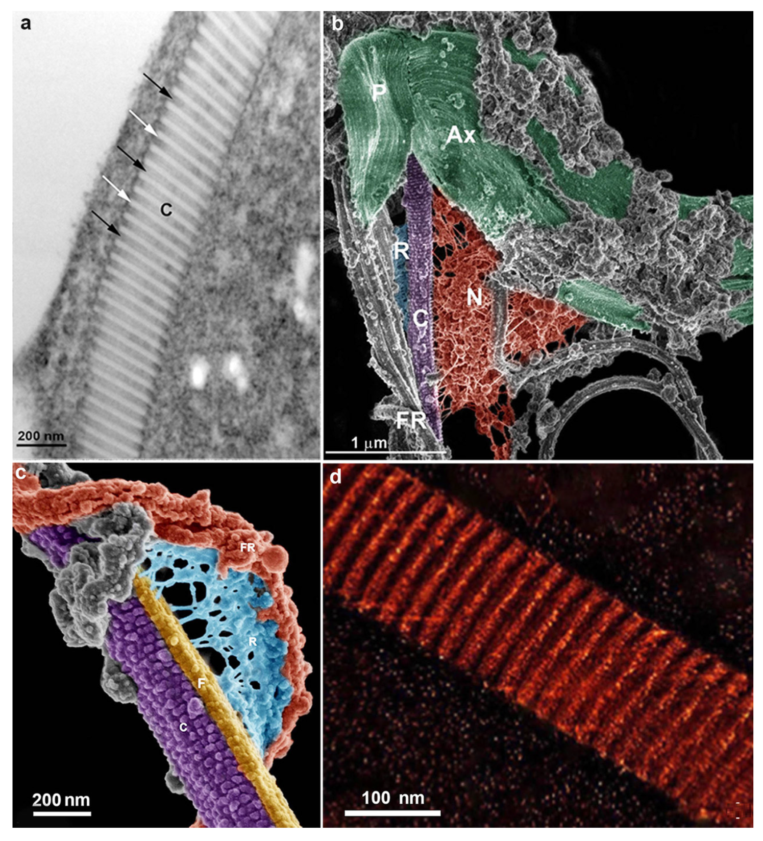 Microorganisms 10 02176 g004