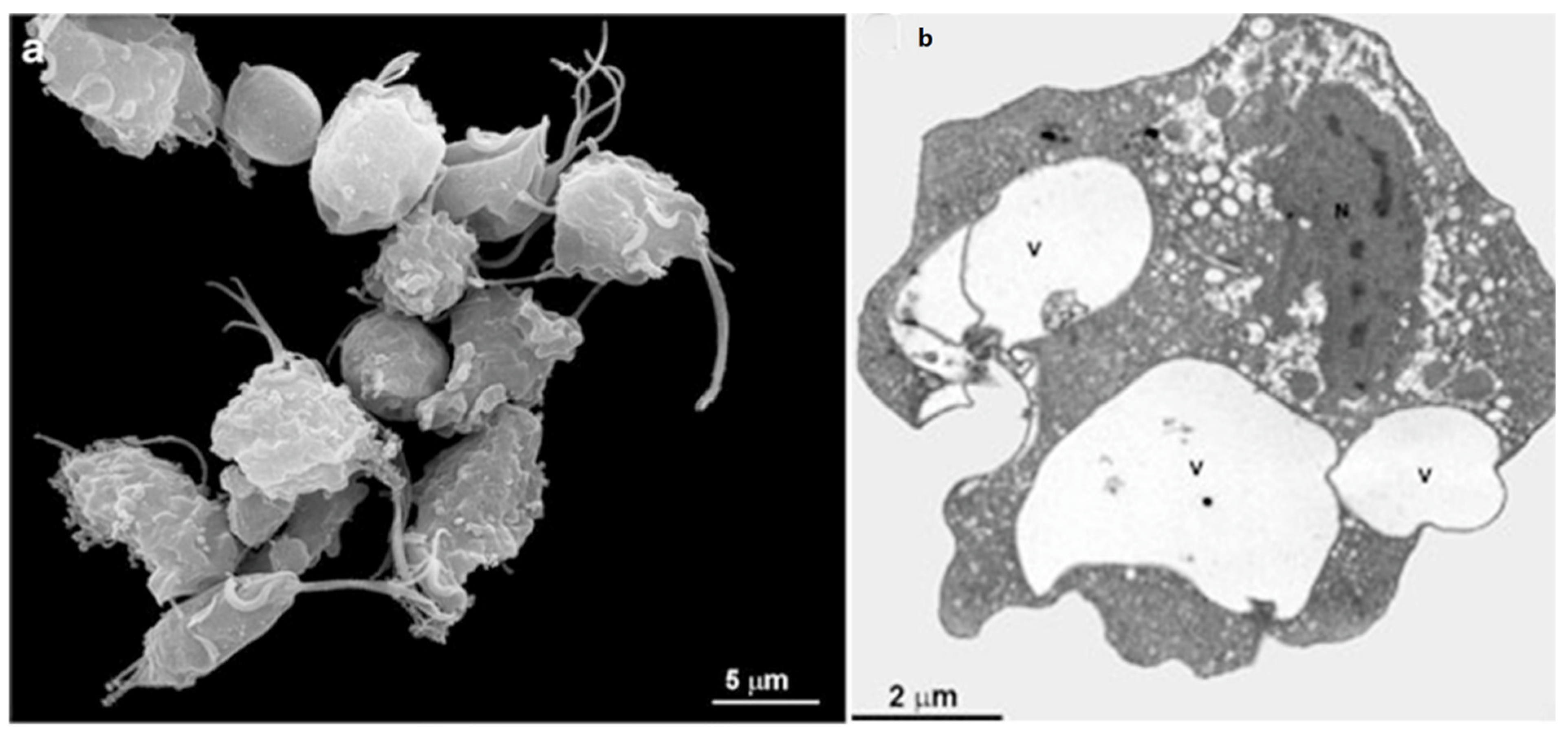 Microorganisms 10 02176 g008