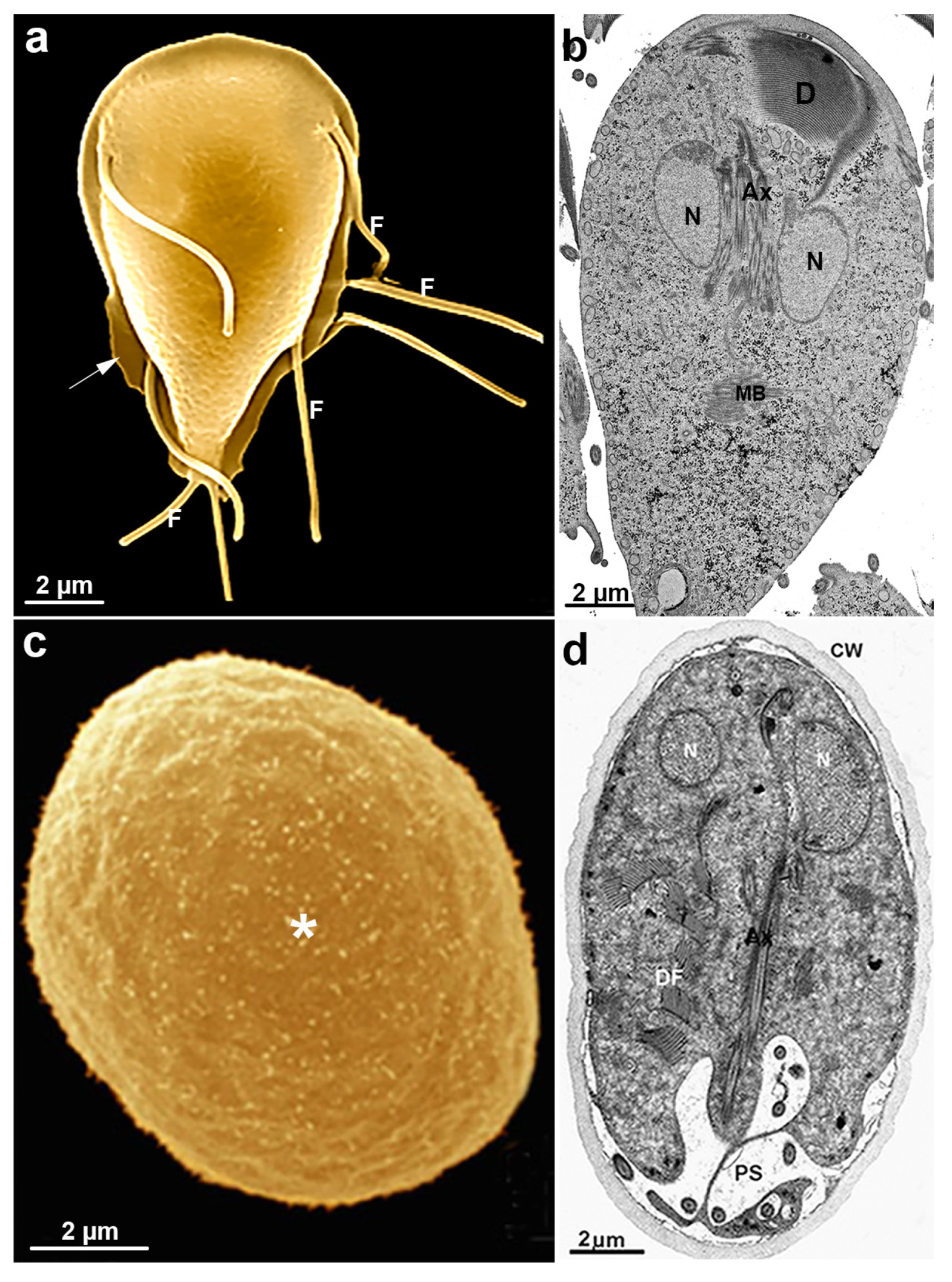 Microorganisms 10 02176 g011