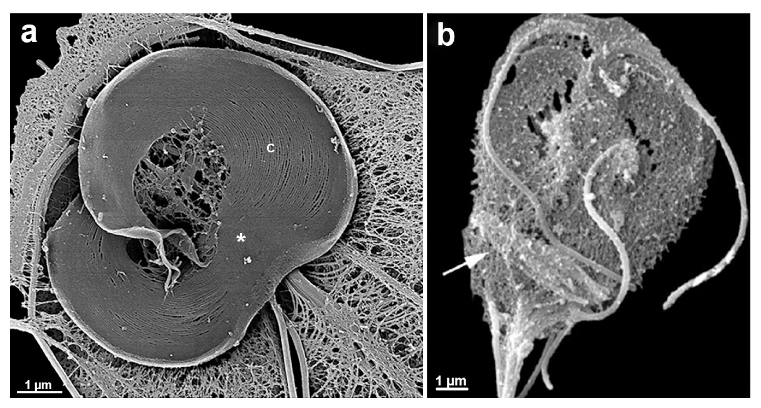 Microorganisms 10 02176 g012