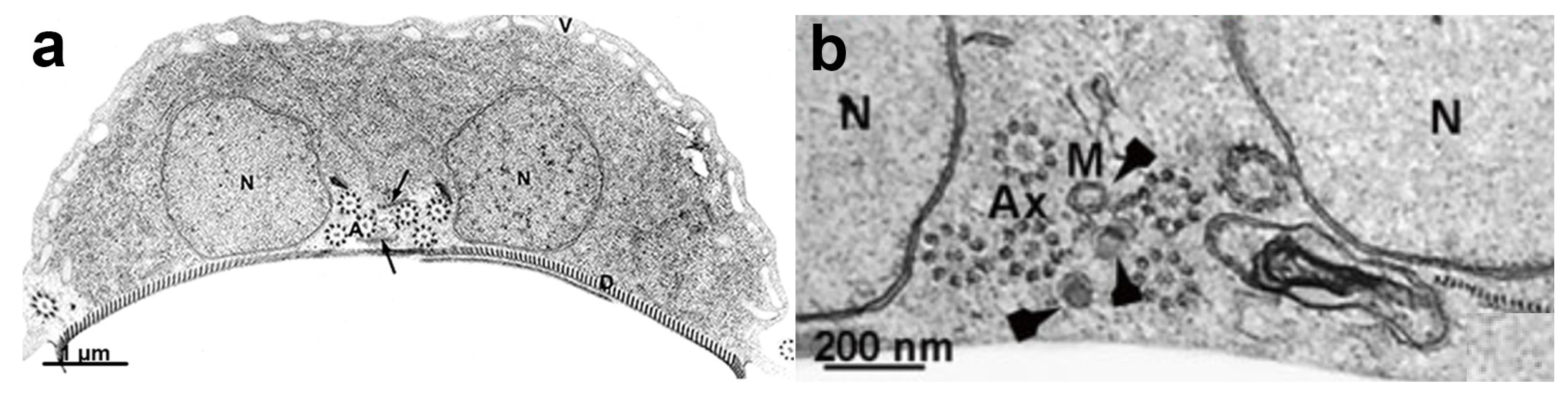 Microorganisms 10 02176 g013