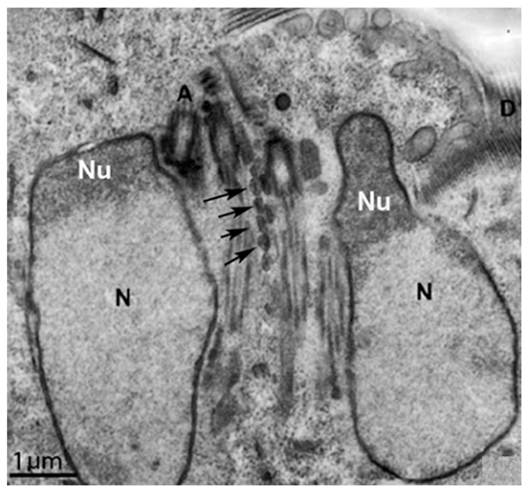 Microorganisms 10 02176 g014