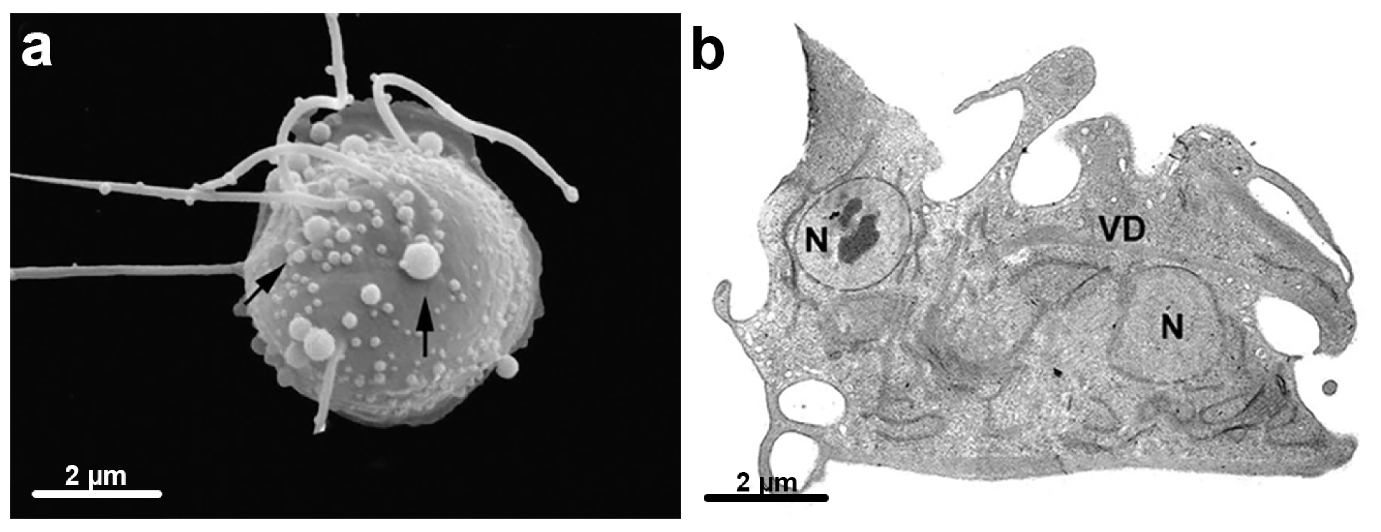 Microorganisms 10 02176 g015