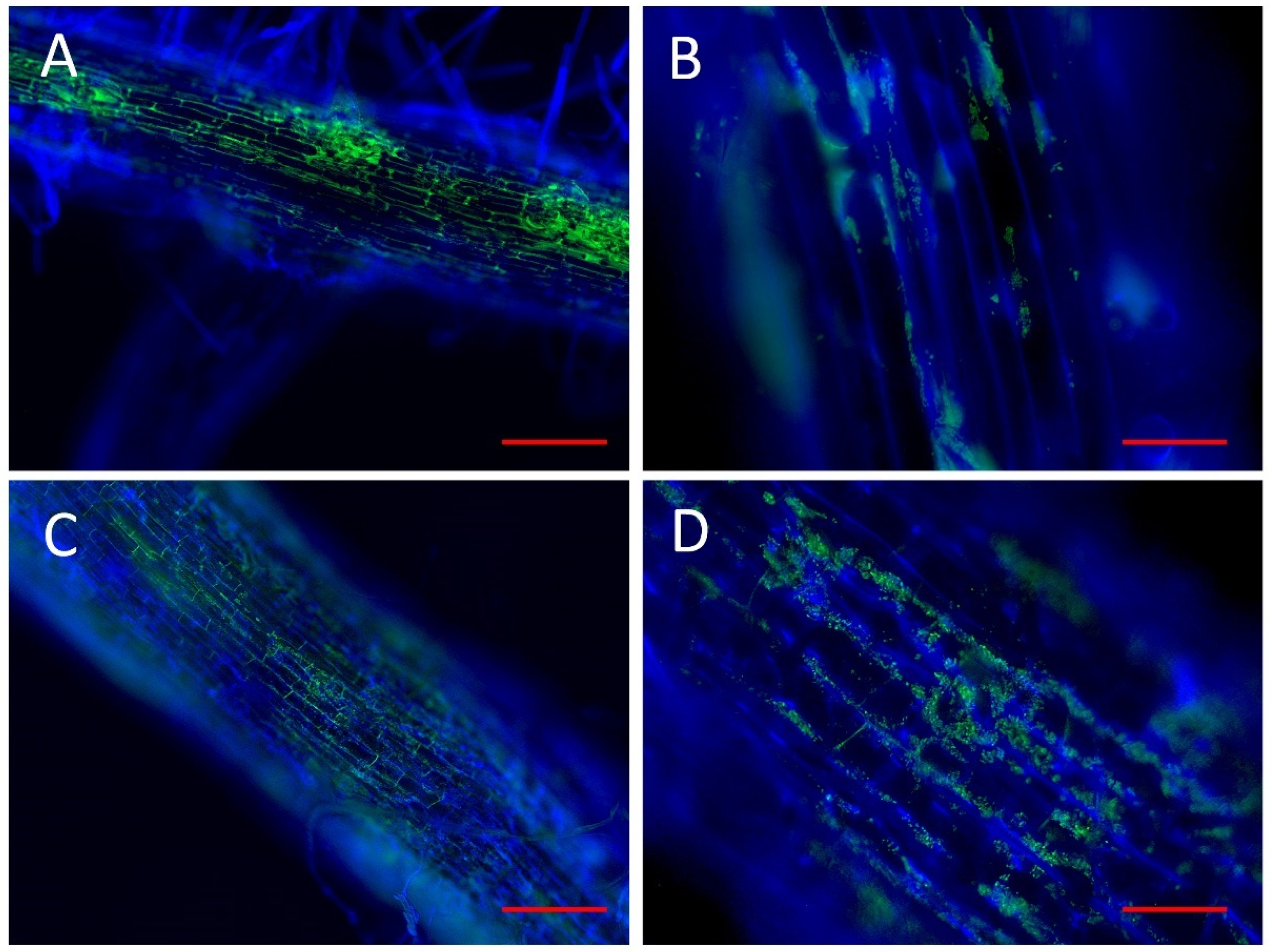 Microorganisms 10 02193 g006 Microorganisms 10 02193 g006