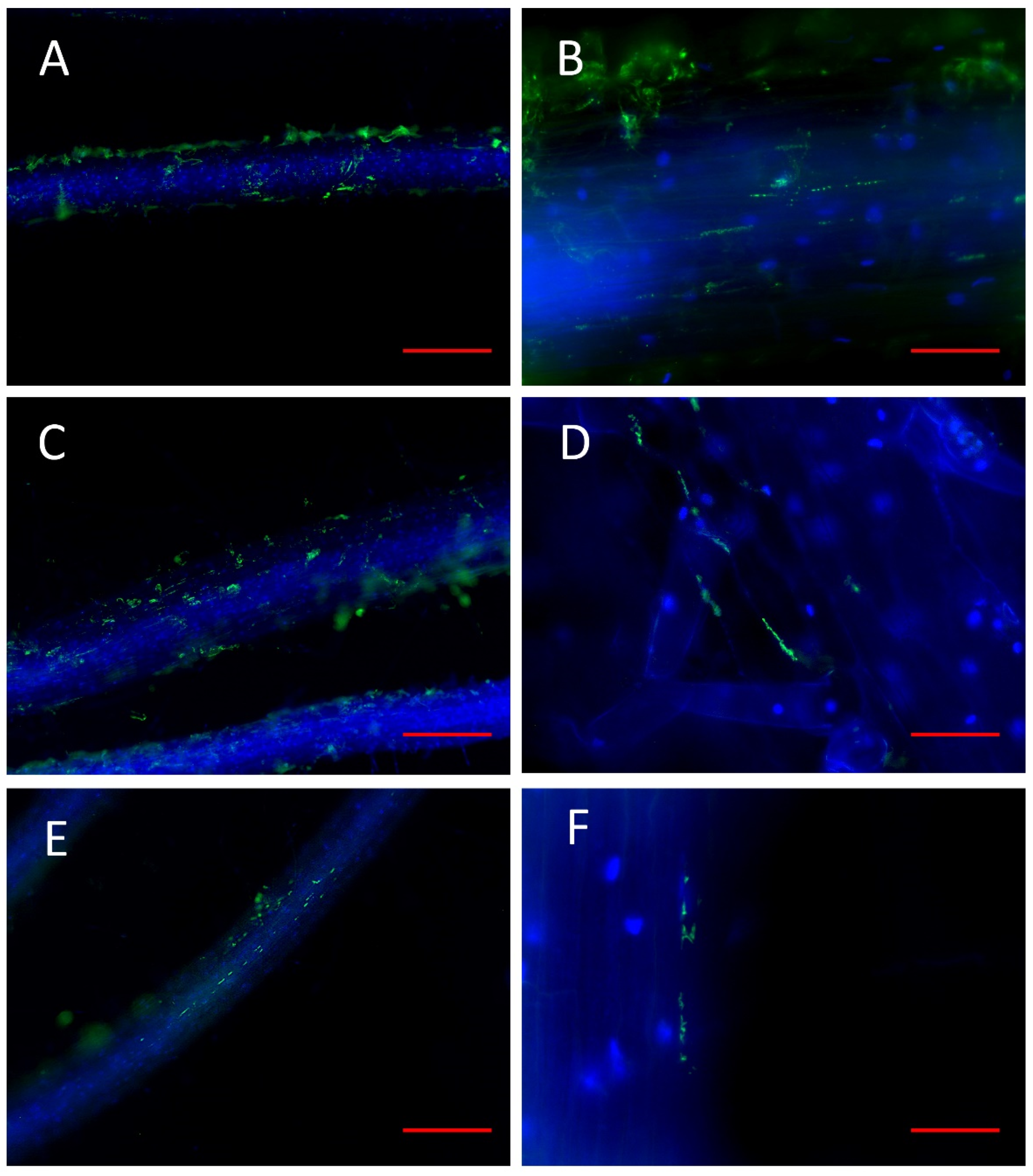 Microorganisms 10 02193 g007 Microorganisms 10 02193 g007