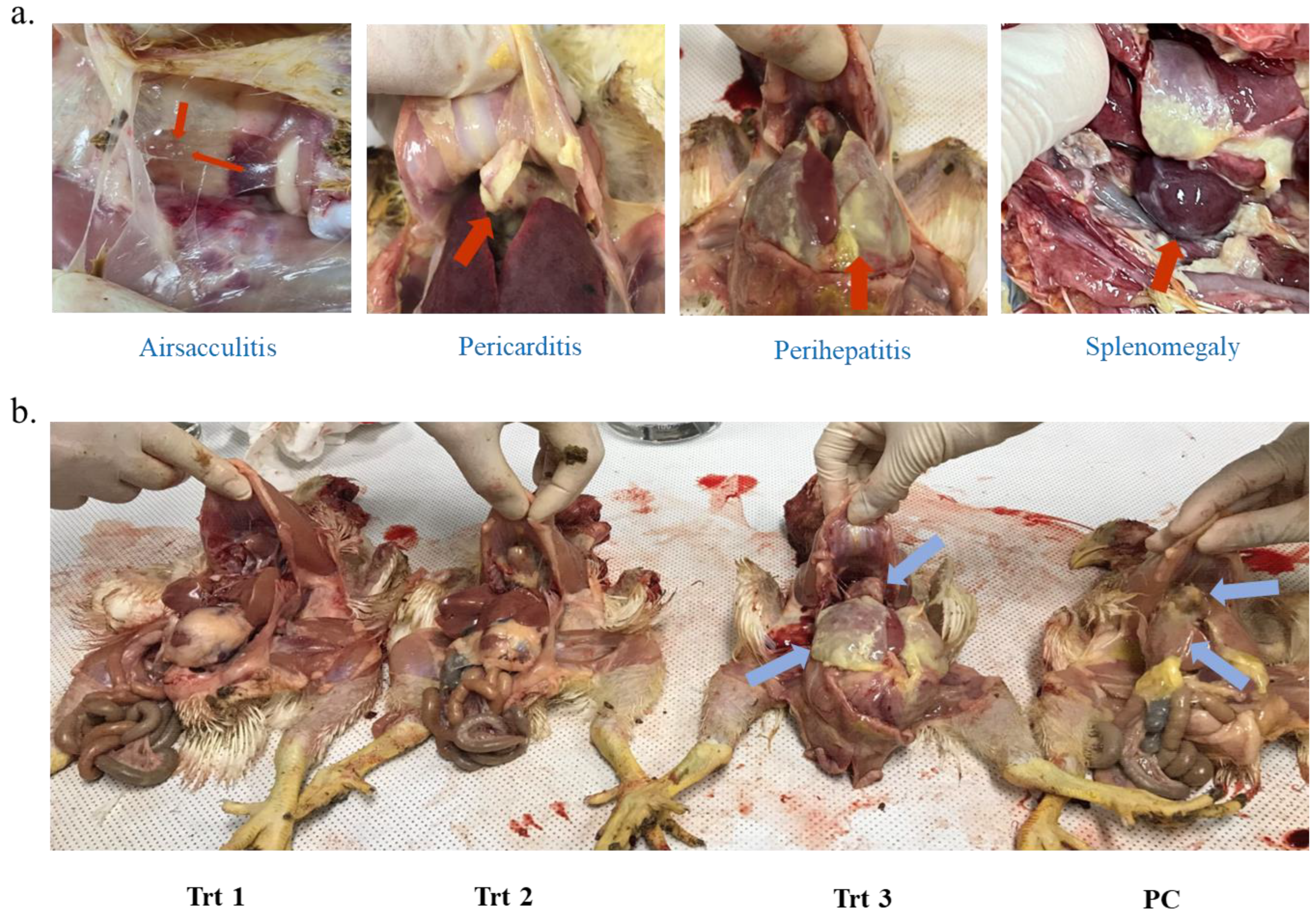 Microorganisms 10 02201 g005 Microorganisms 10 02201 g005