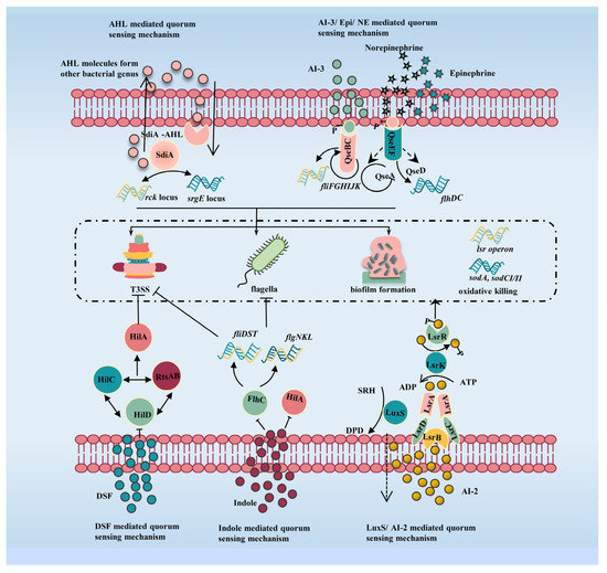 Free FullText Regulatory Mechanisms between Quorum