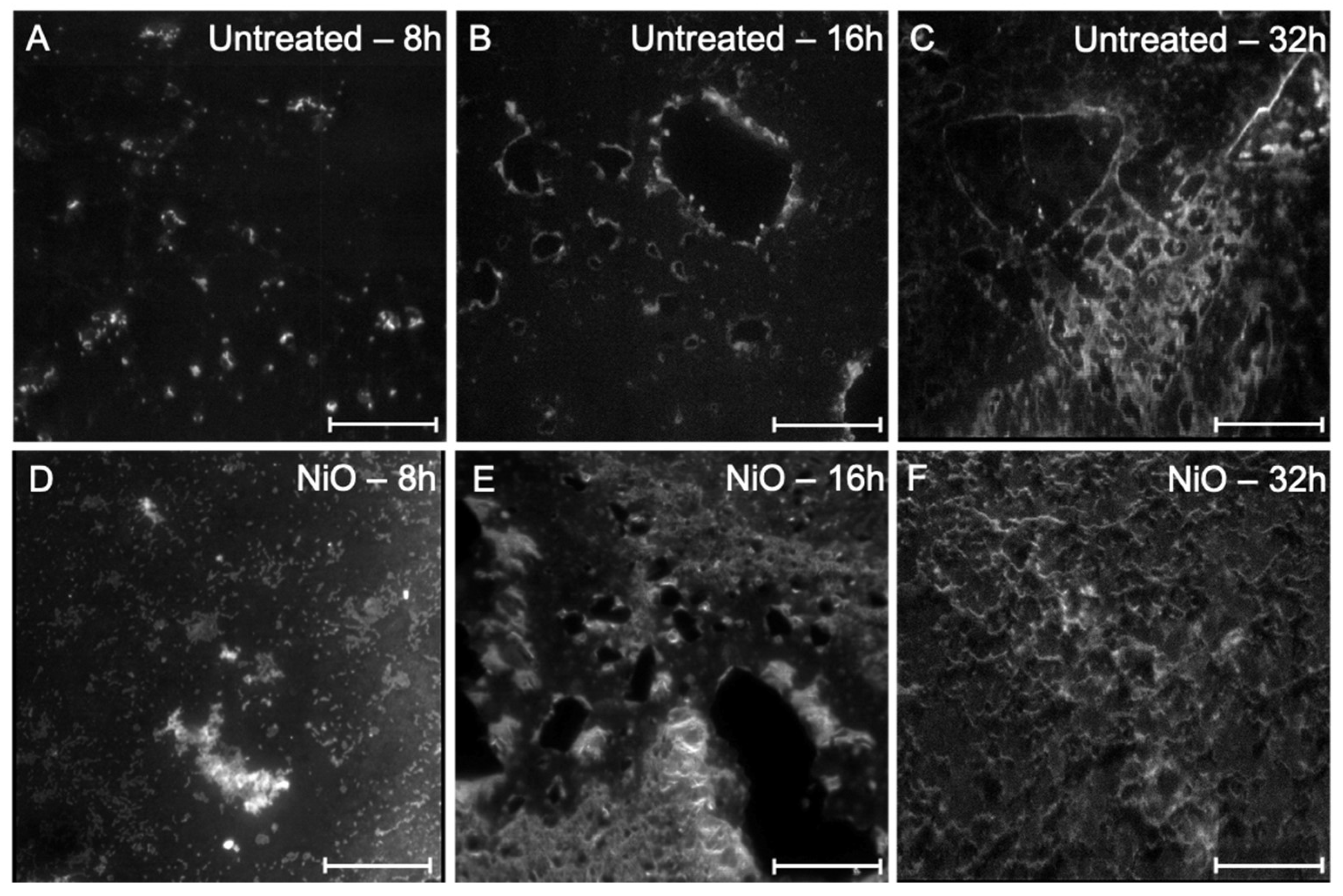 Microorganisms 10 02220 g007