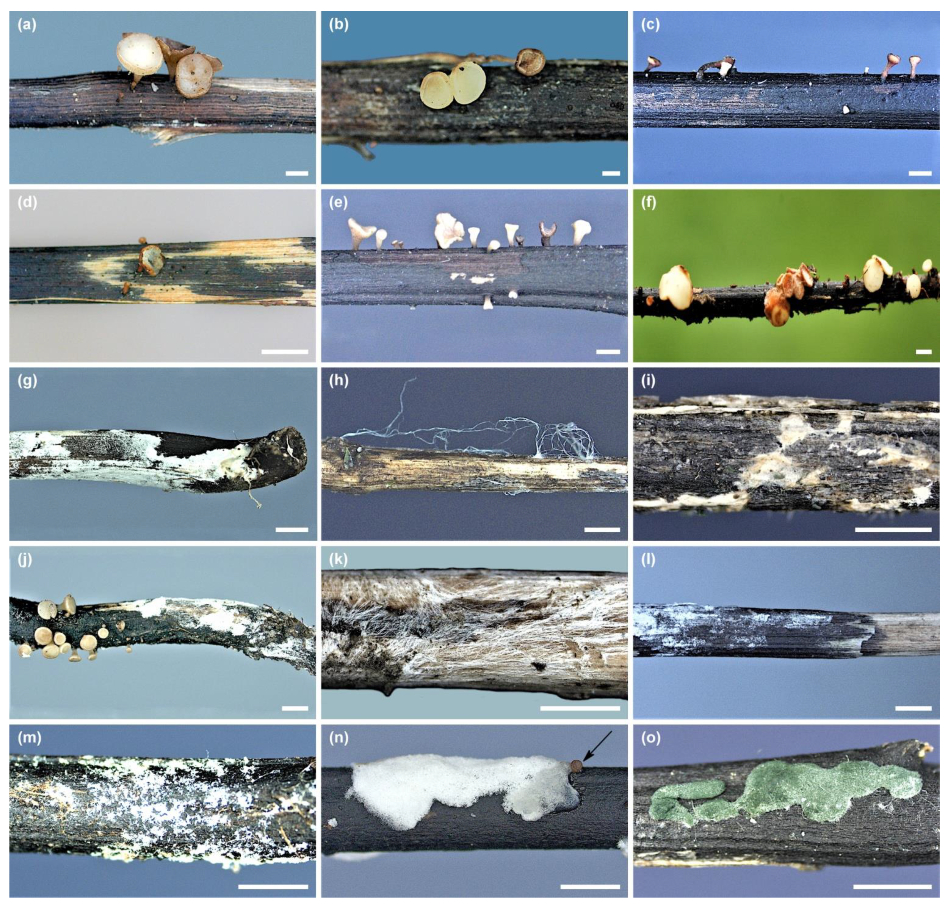 Microorganisms 10 02250 g002 Microorganisms 10 02250 g002