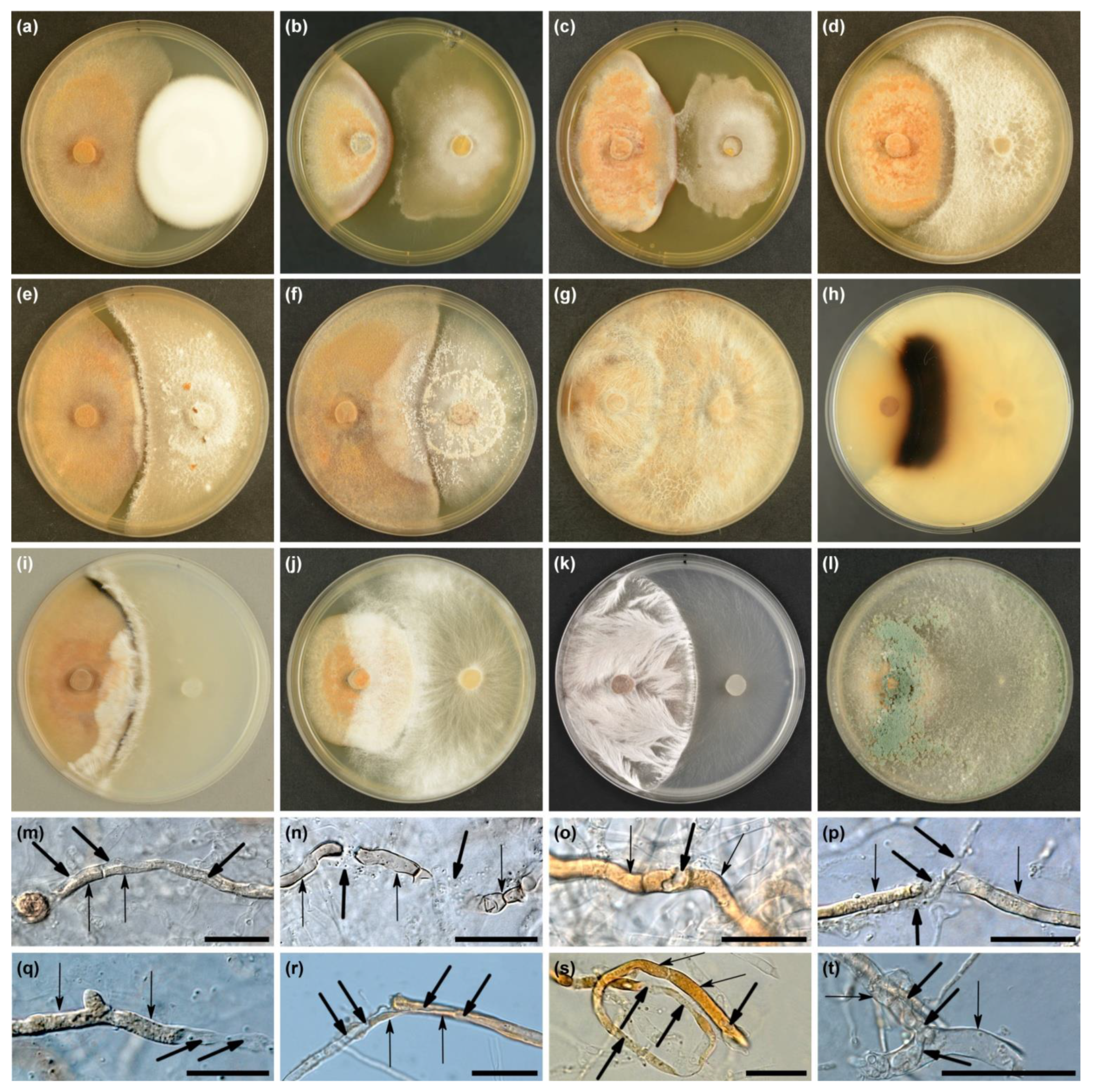 Microorganisms 10 02250 g004 Microorganisms 10 02250 g004