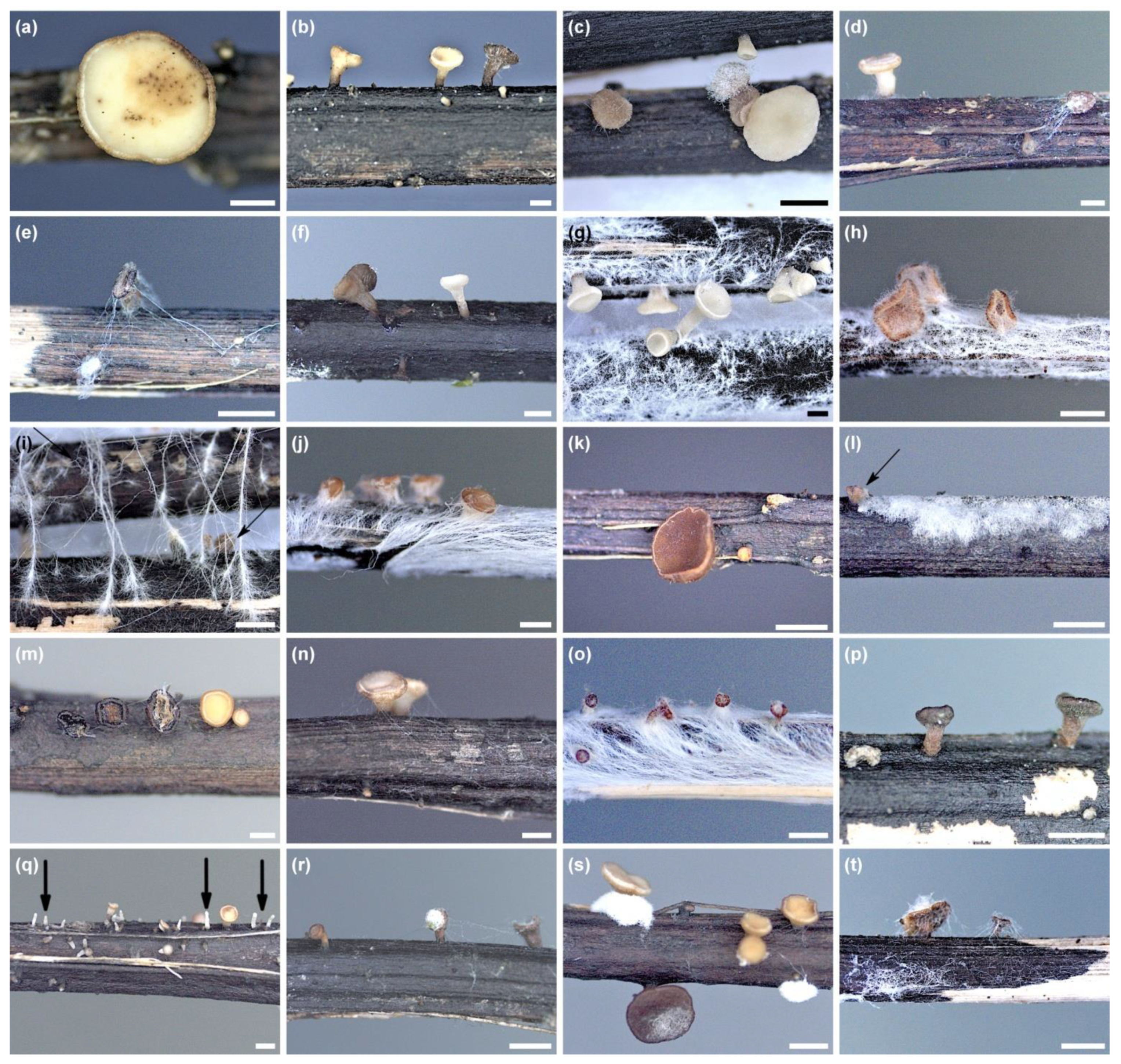 Microorganisms 10 02250 g005 Microorganisms 10 02250 g005