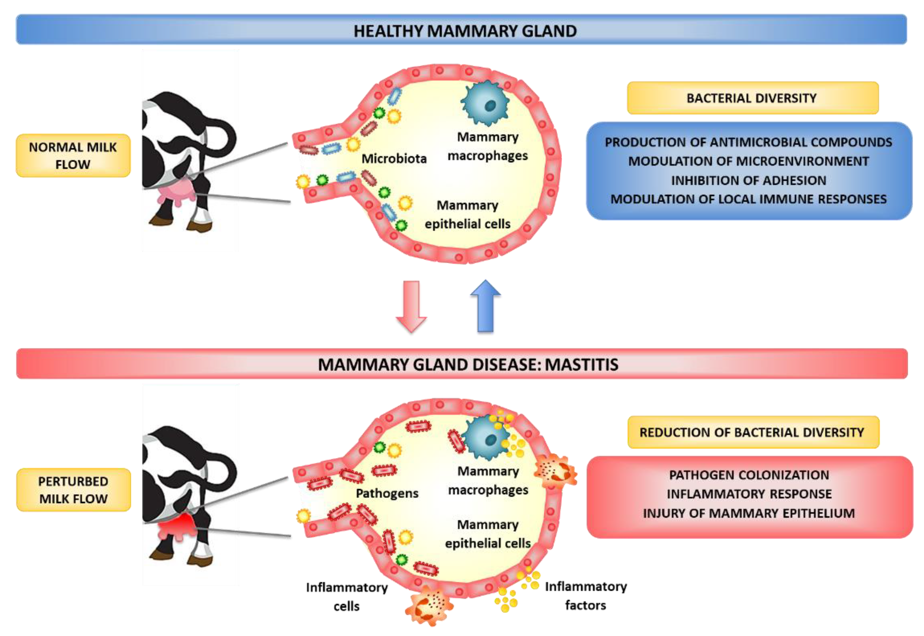 Probiotic markedly reduces S. aureus colonization in Phase 2 trial