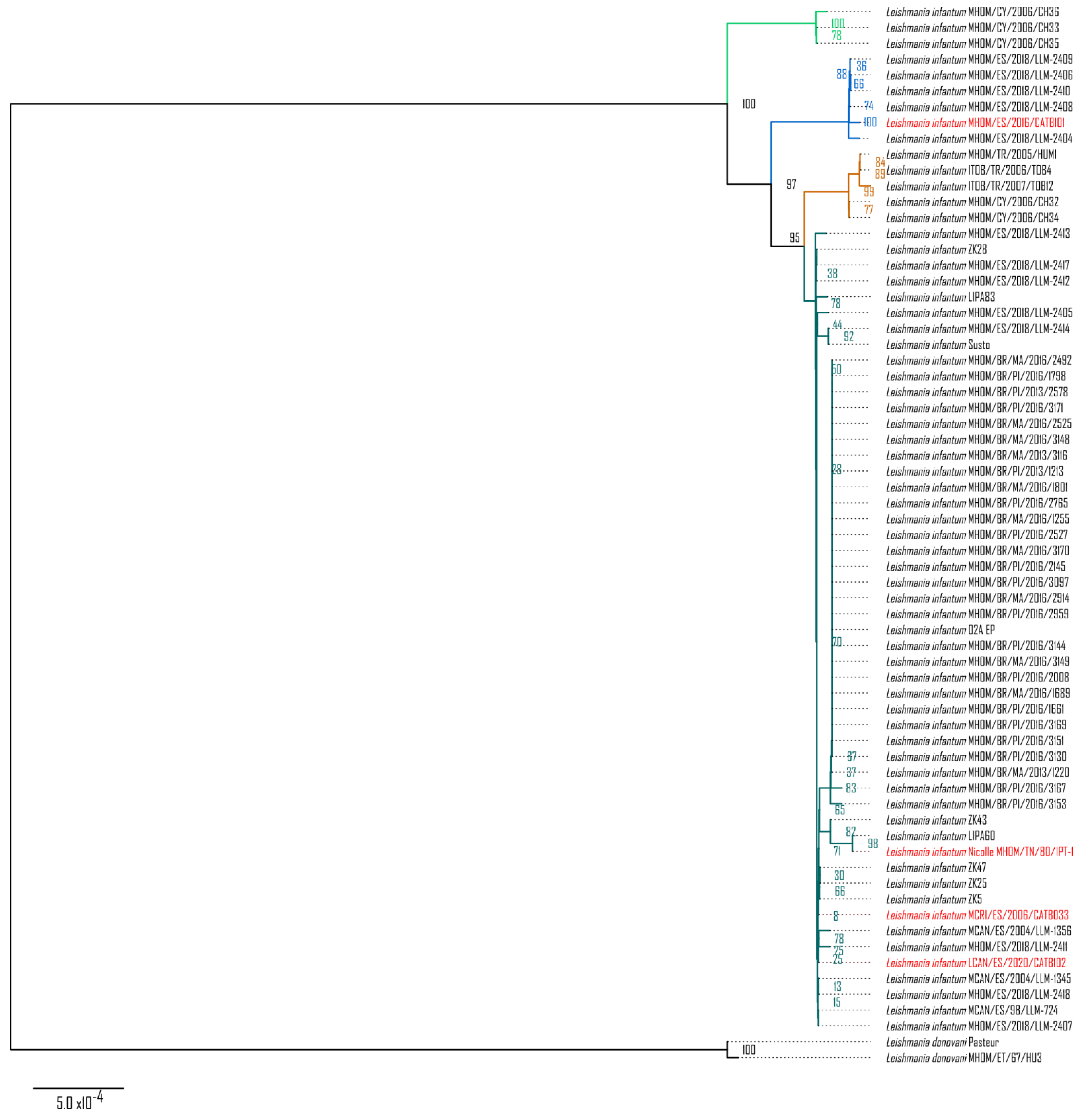 Identification of Leishmania infantum Epidemiology, Drug Resistance and
