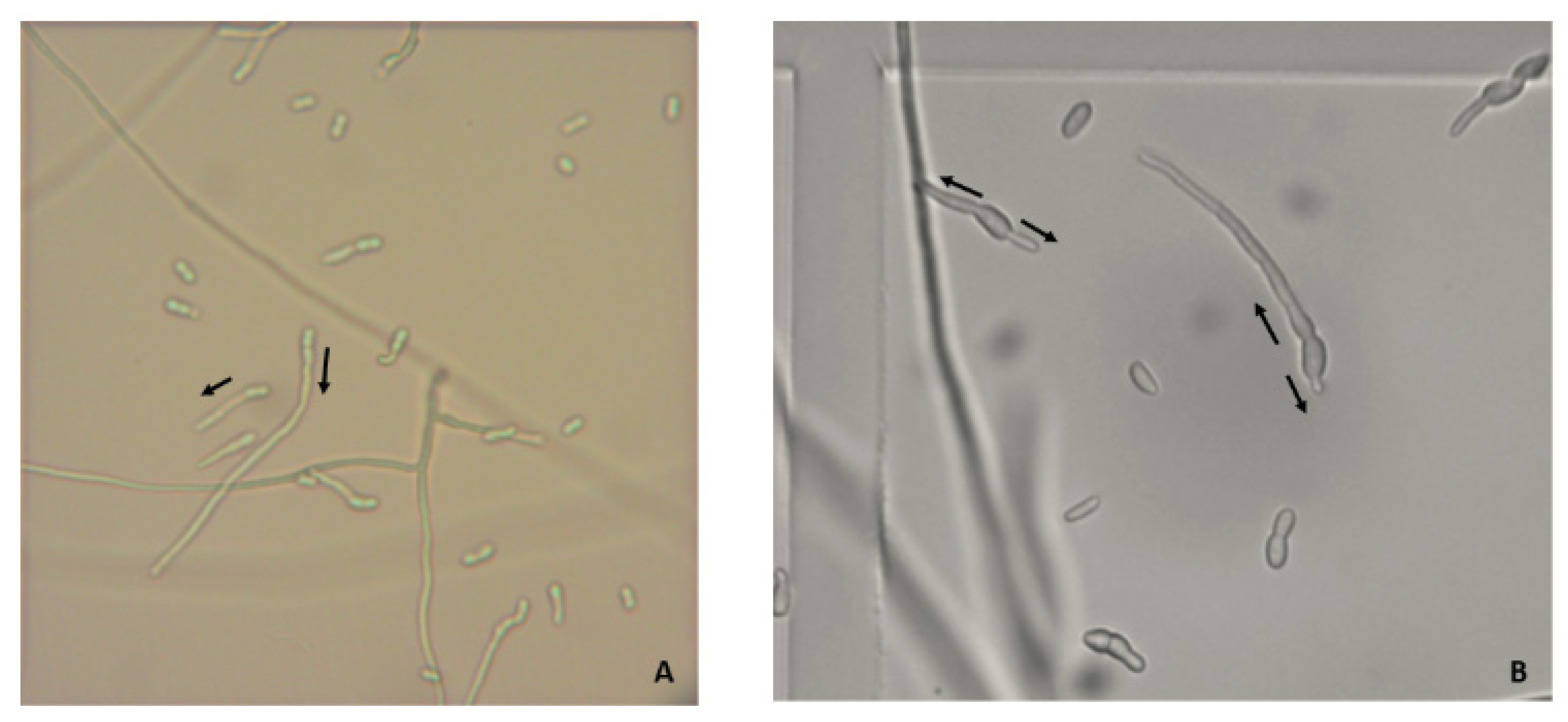 Microorganisms 10 02270 g004 Microorganisms 10 02270 g004