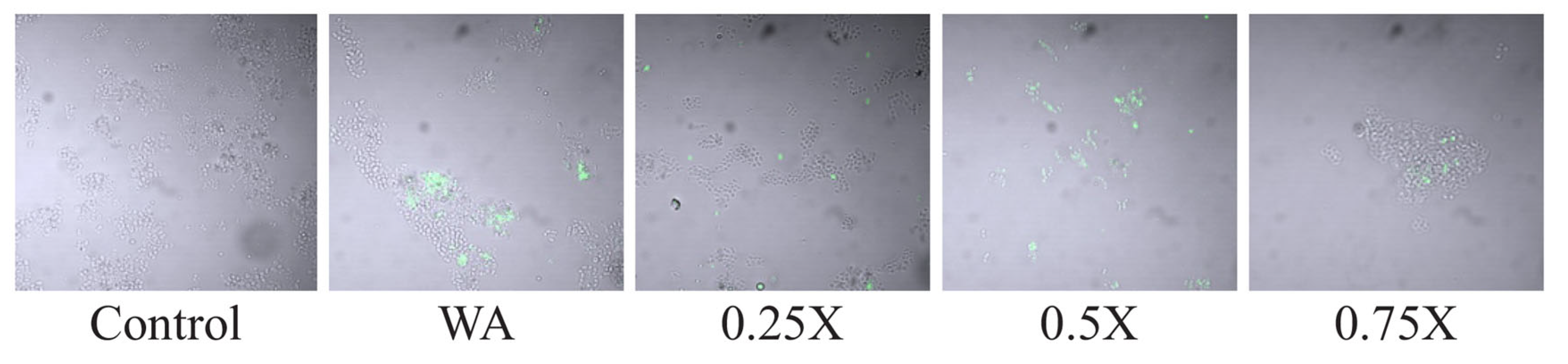 Microorganisms 10 02294 g004