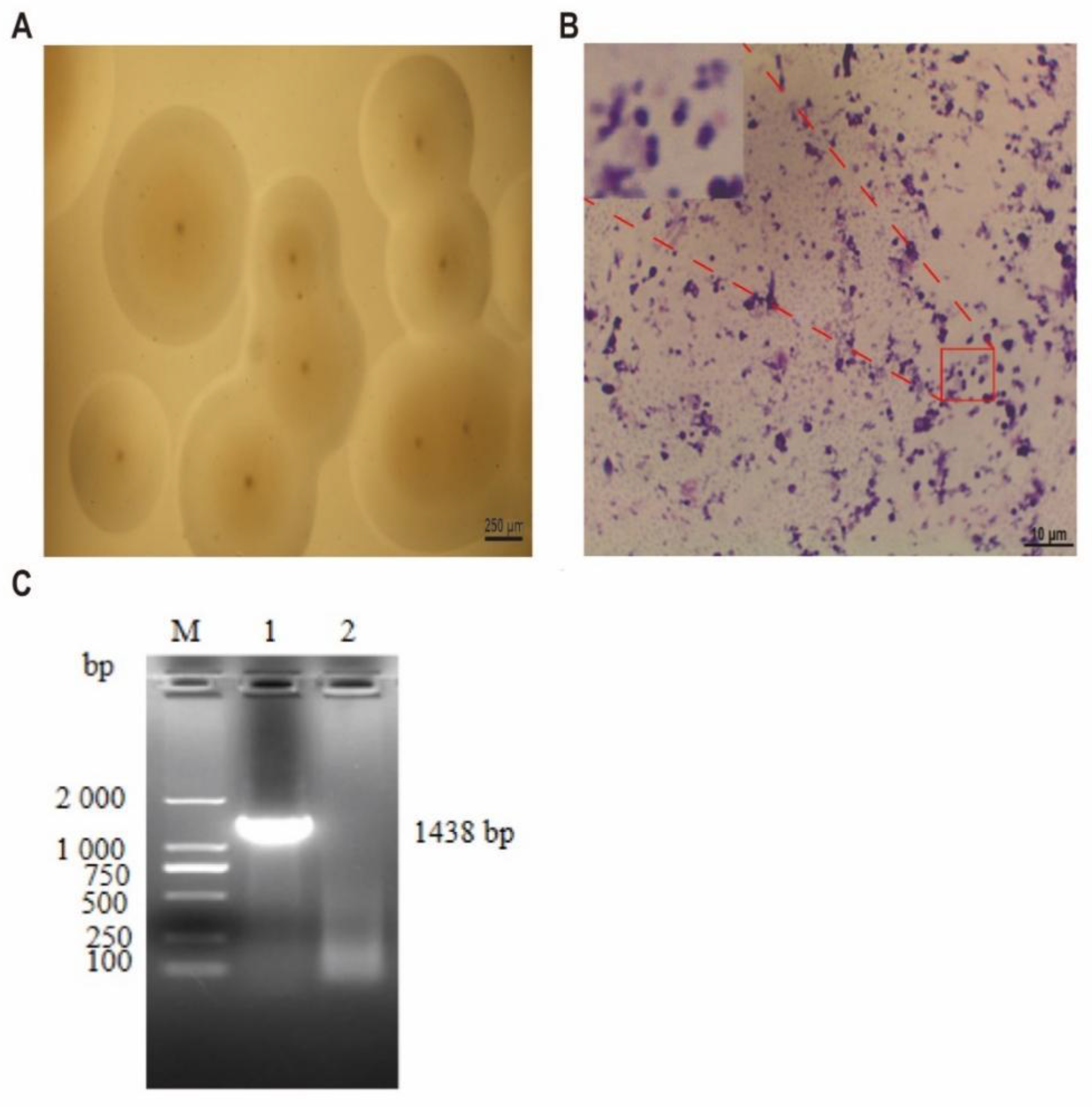 Microorganisms 10 02298 g001 Microorganisms 10 02298 g001