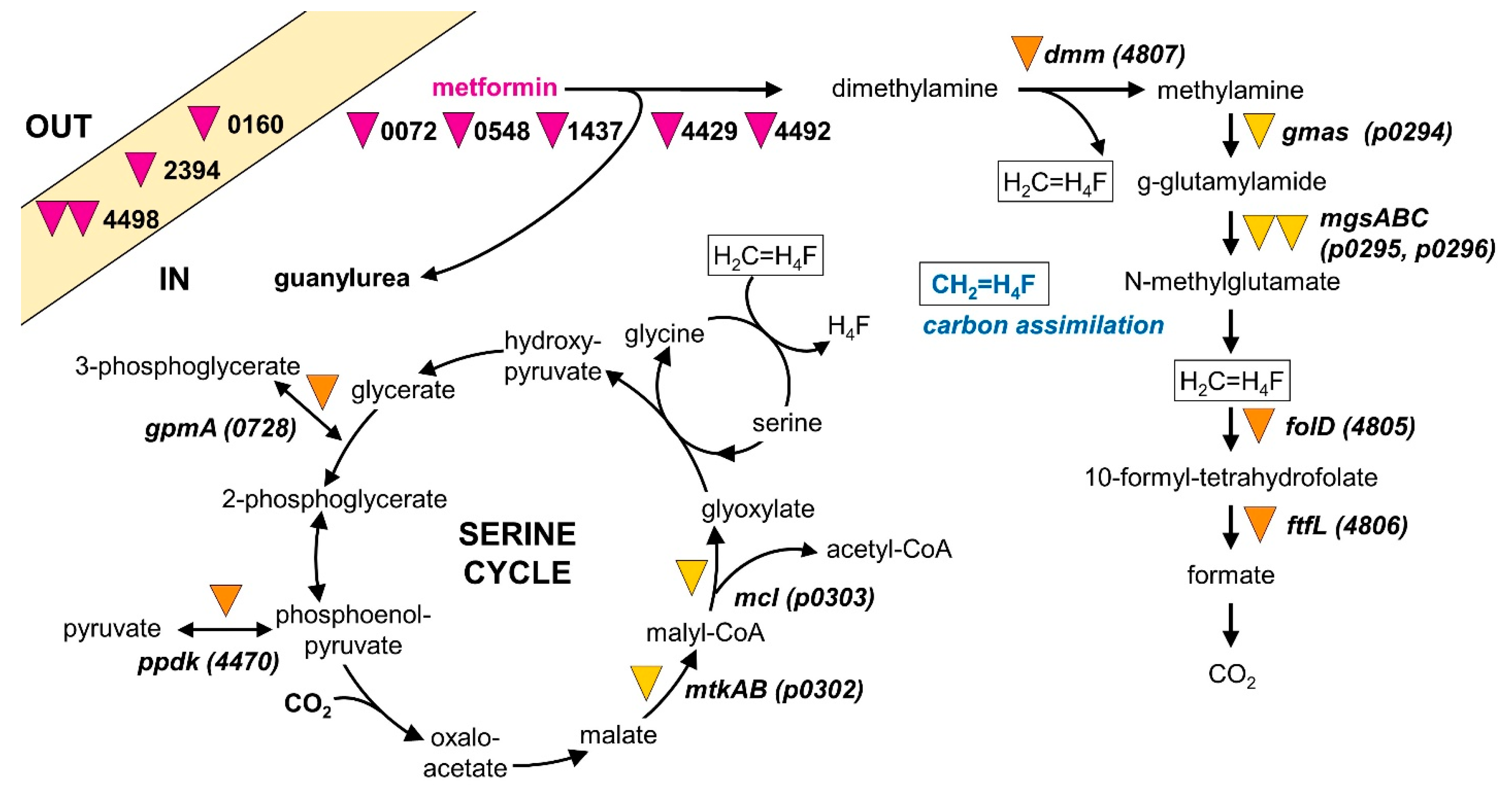 Microorganisms 10 02302 g006 Microorganisms 10 02302 g006