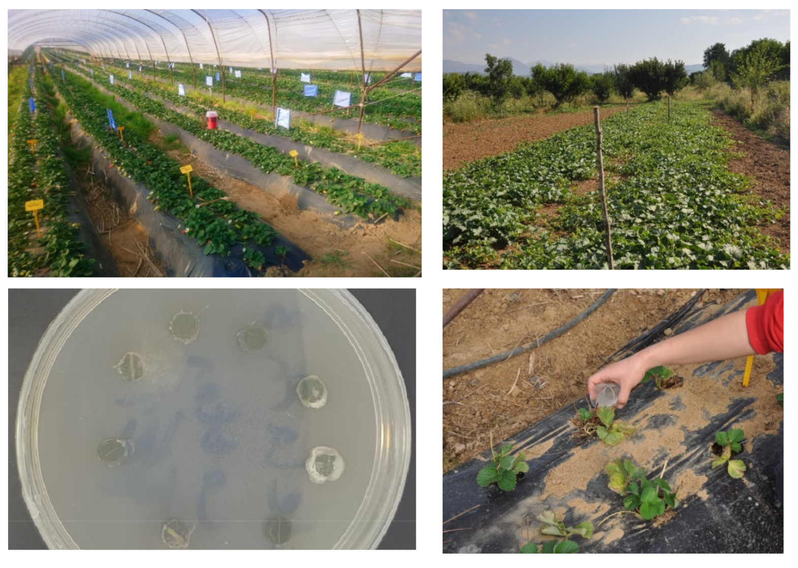 Microorganisms 10 02306 g001