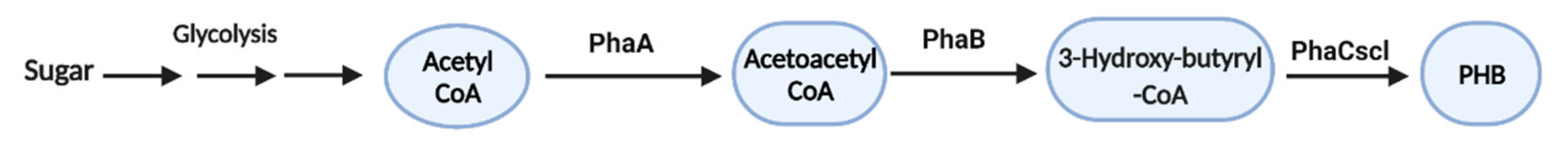 Microorganisms 10 02320 g003