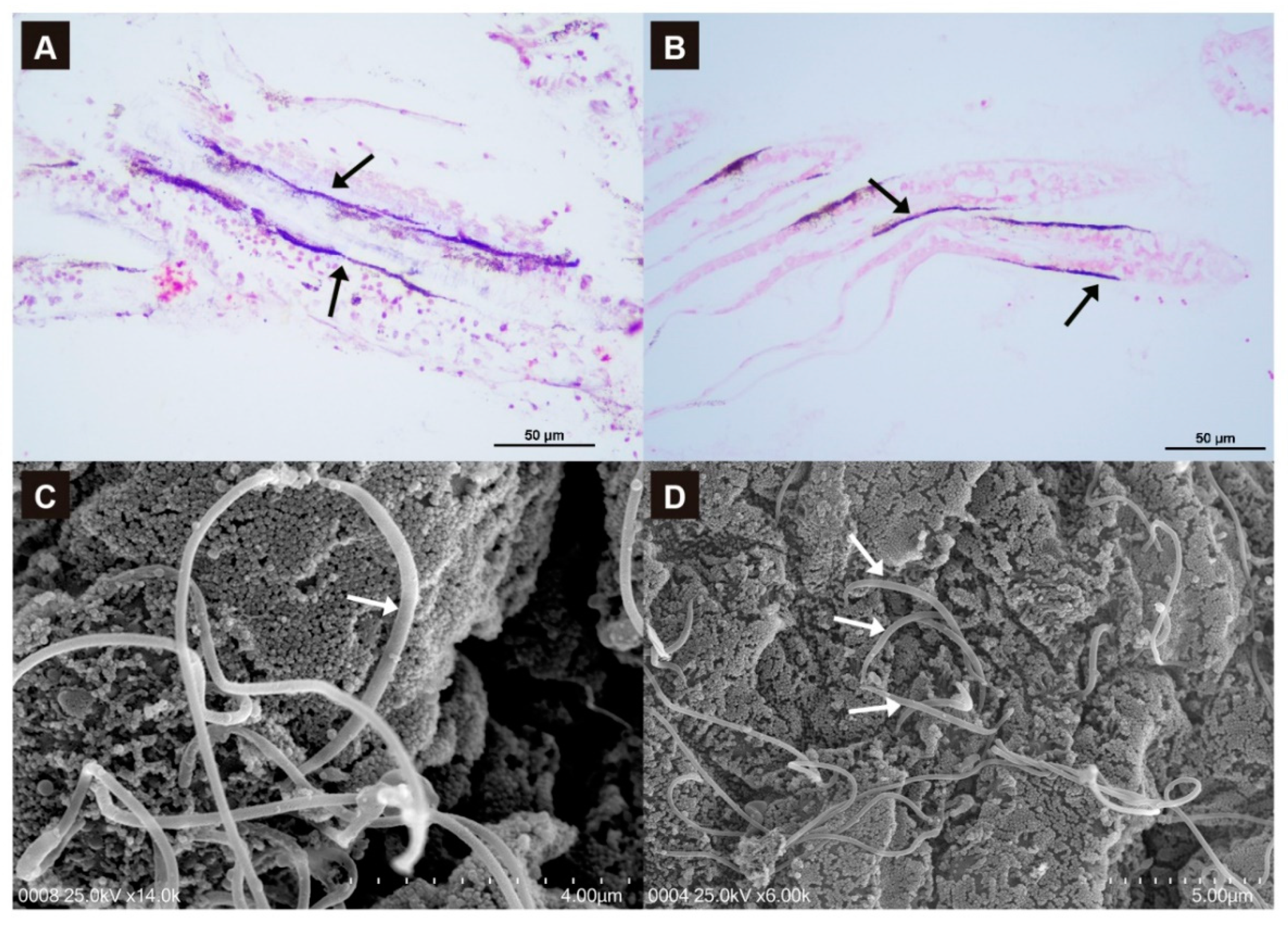 Microorganisms 10 02330 g004 Microorganisms 10 02330 g004