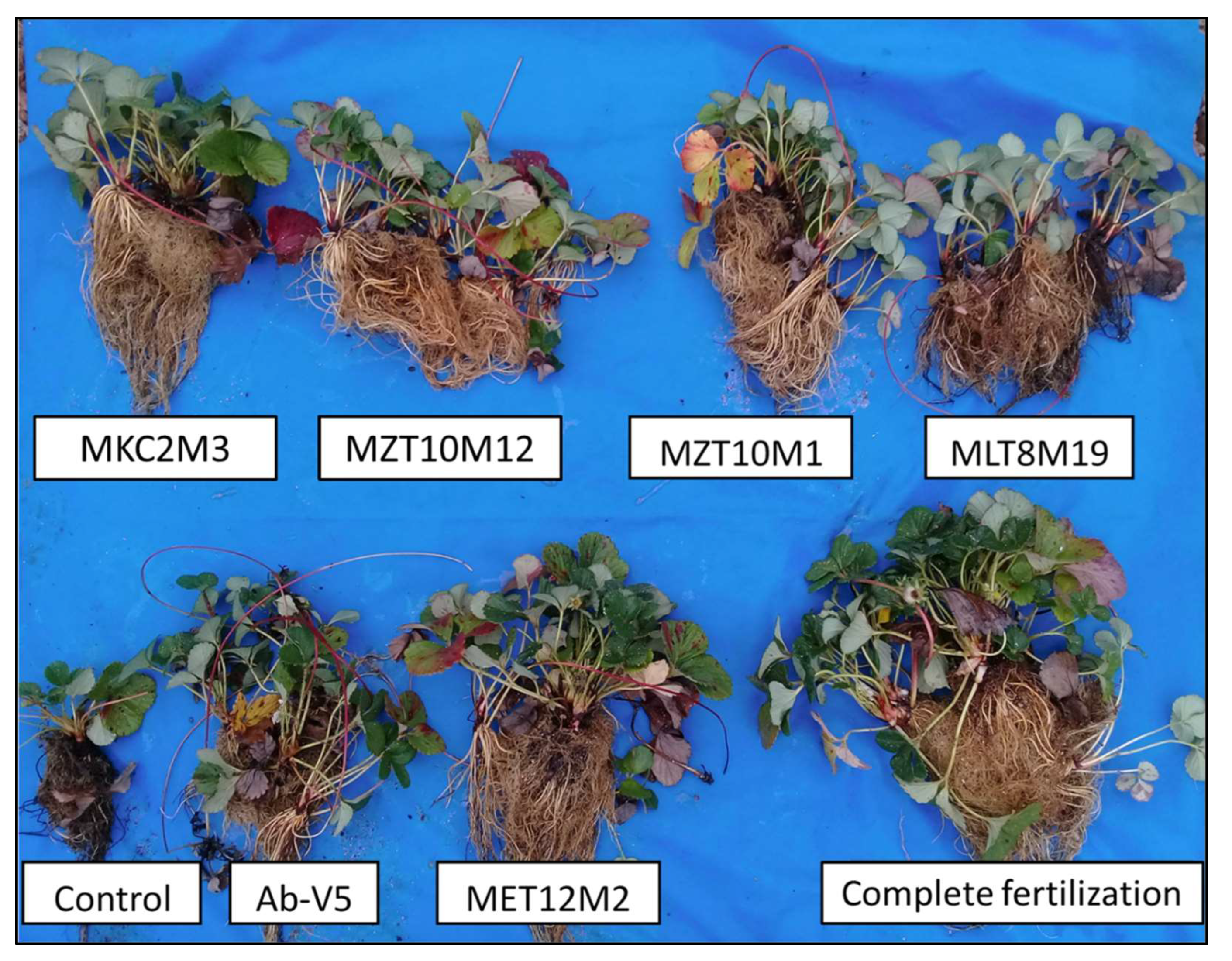 Microorganisms 10 02341 g007 Microorganisms 10 02341 g007