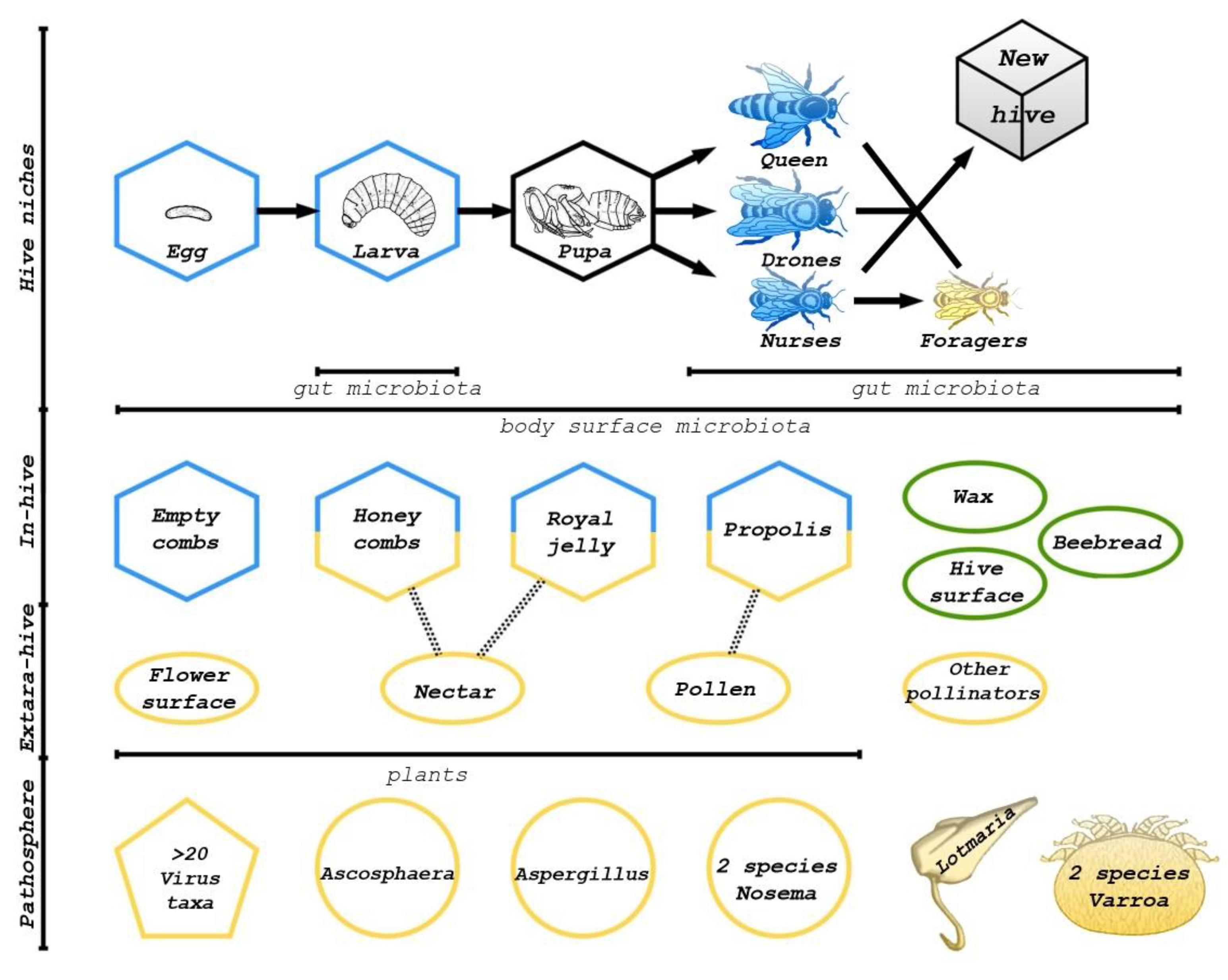 Microorganisms 10 02359 g001