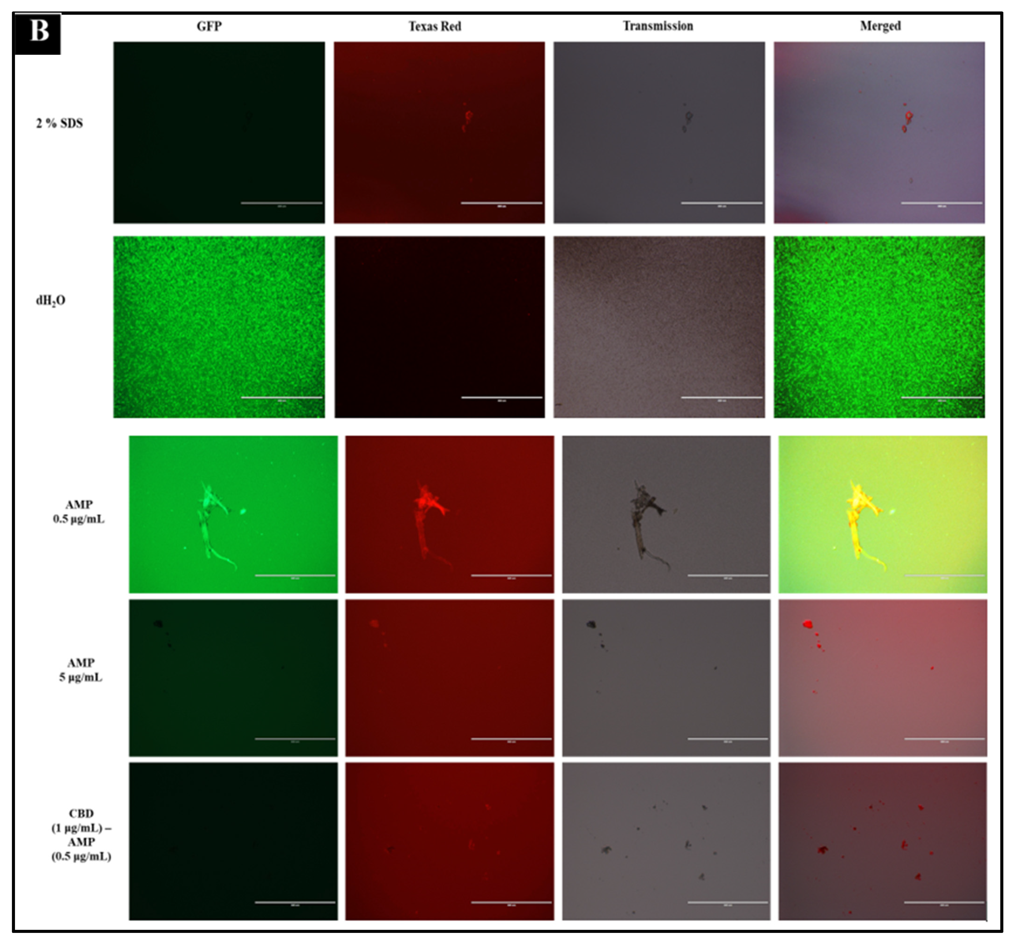 Microorganisms 10 02360 g001b Microorganisms 10 02360 g001b