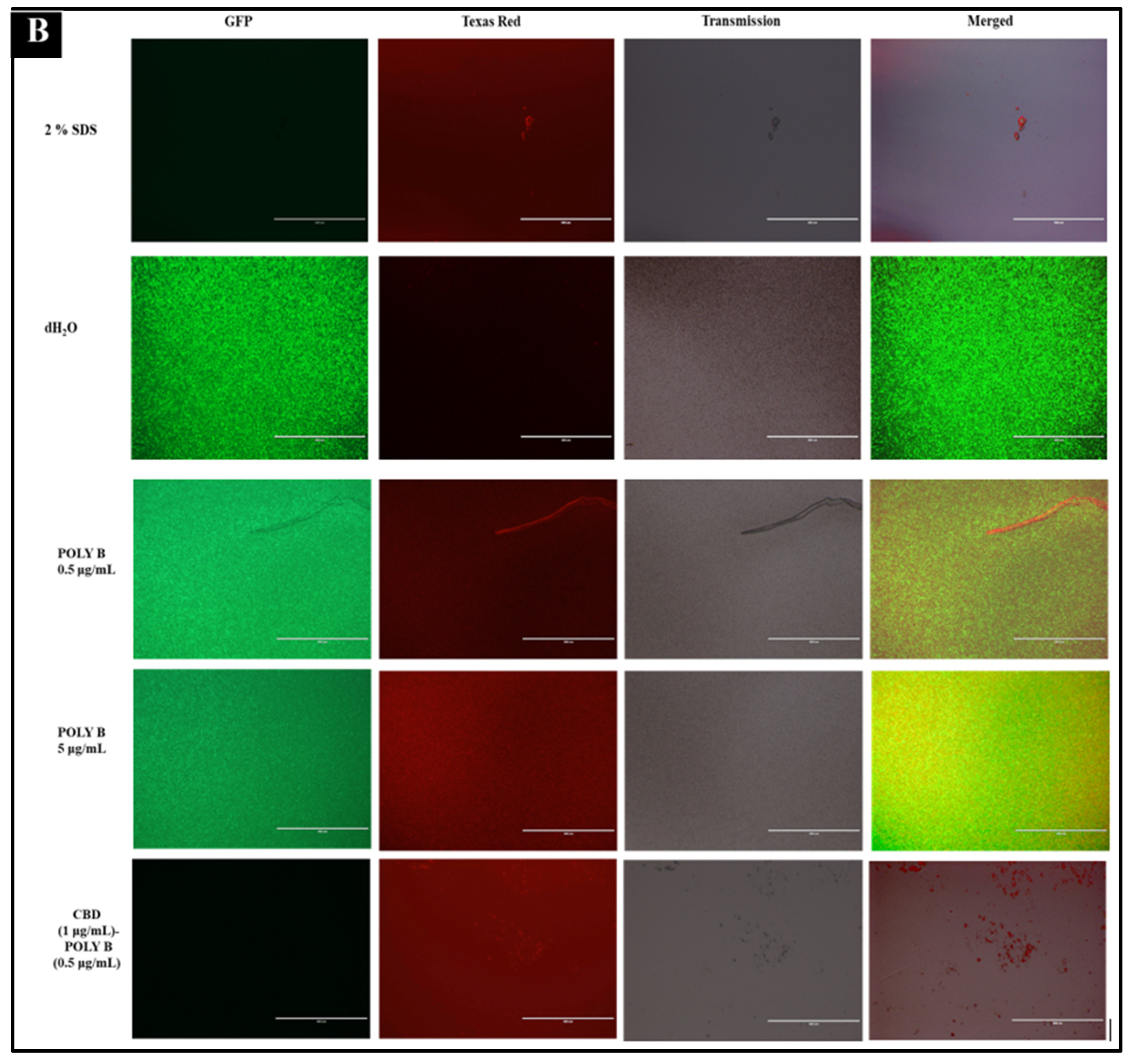 Microorganisms 10 02360 g003b Microorganisms 10 02360 g003b