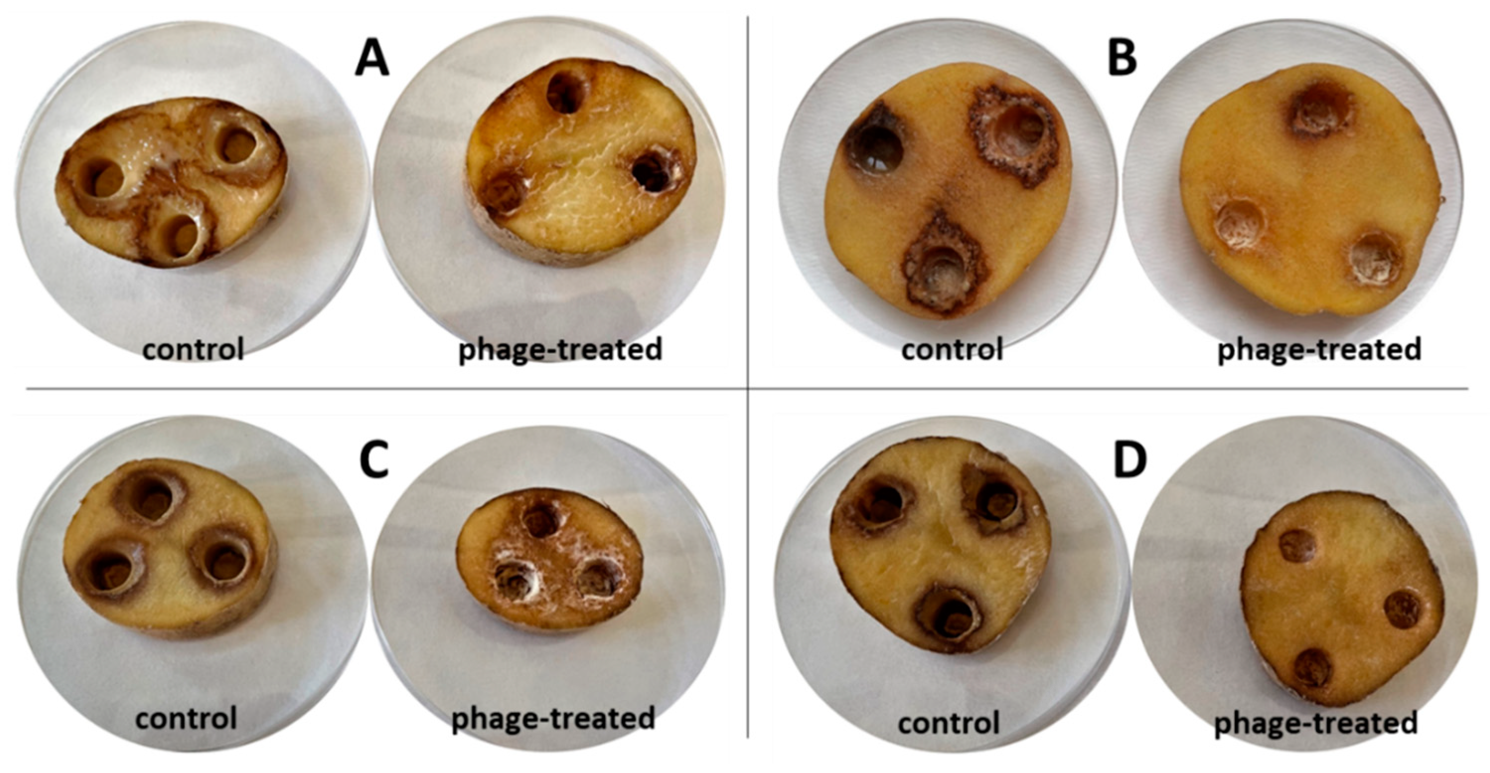 Microorganisms 10 02369 g003