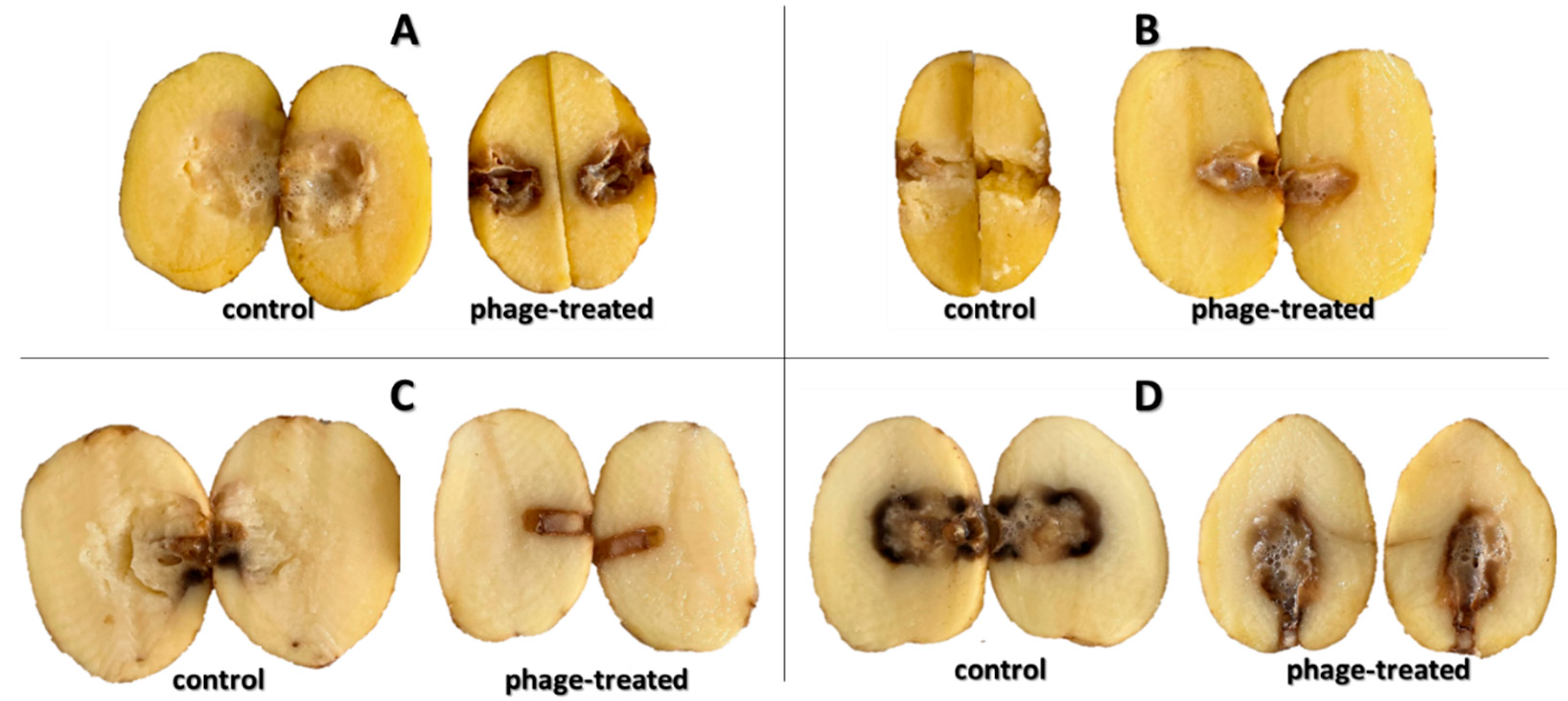 Microorganisms 10 02369 g006