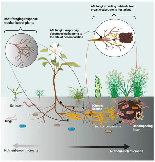 Potential Roles of Soil Microorganisms in Regulating the