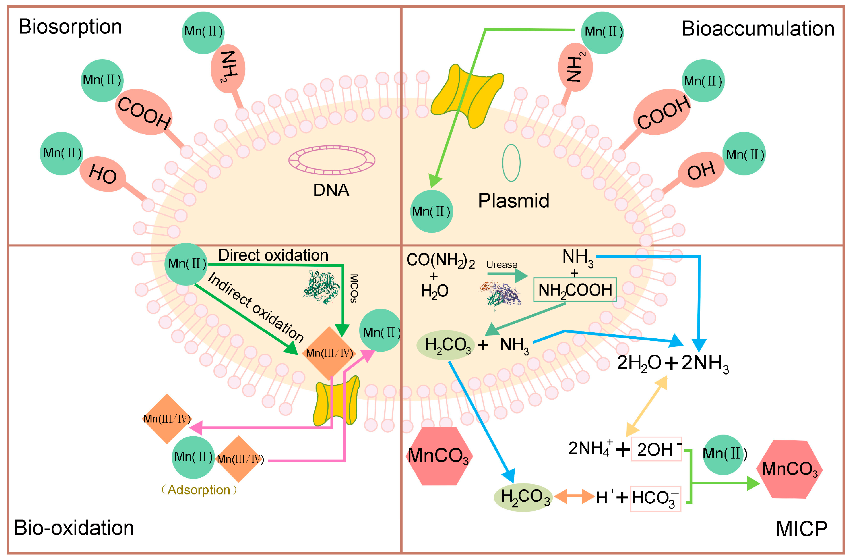 Manganese Pollution and Its Remediation: A Review of