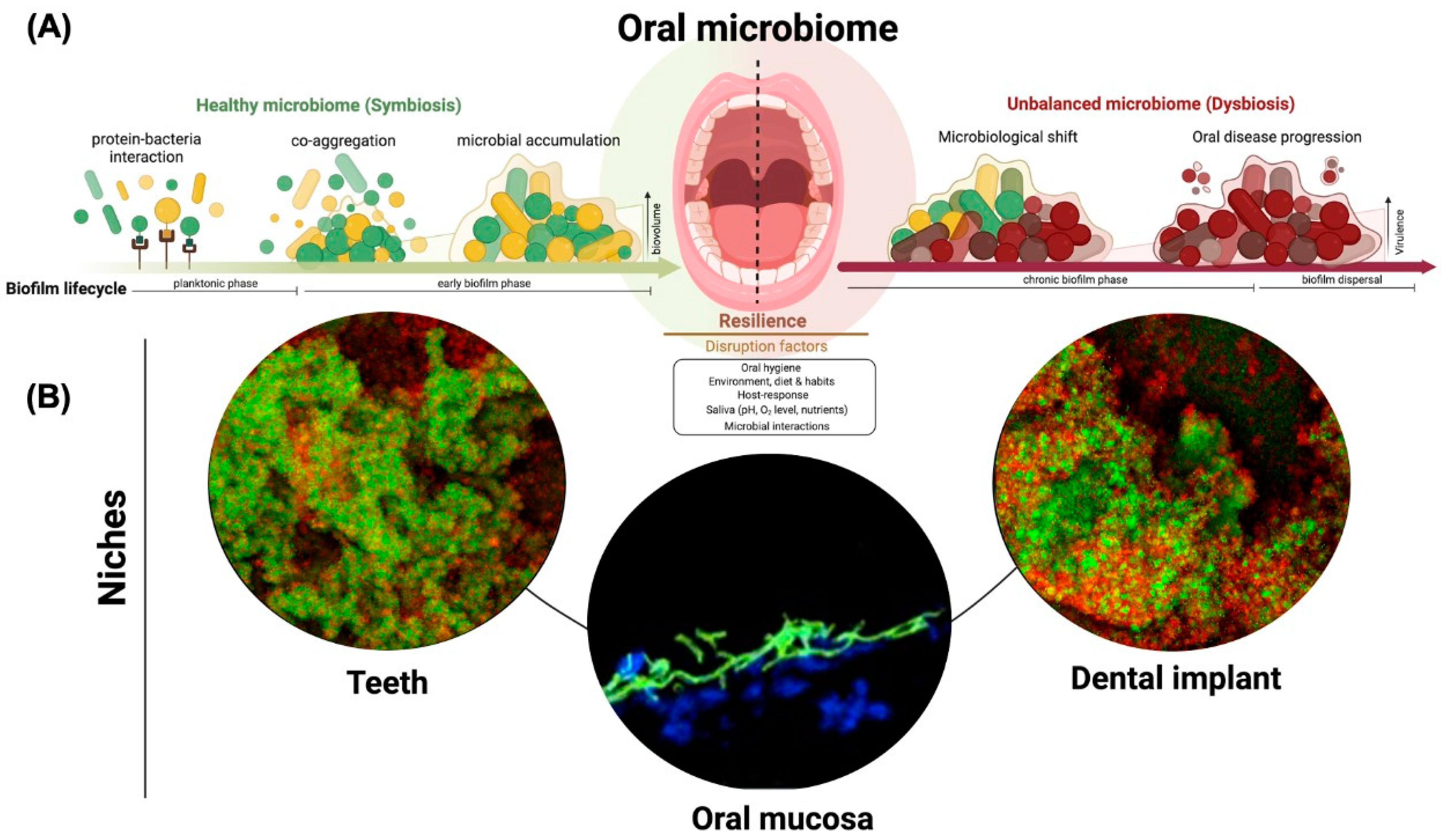 Oral Microorganisms and Biofilms: New Insights to Defeat the Main 