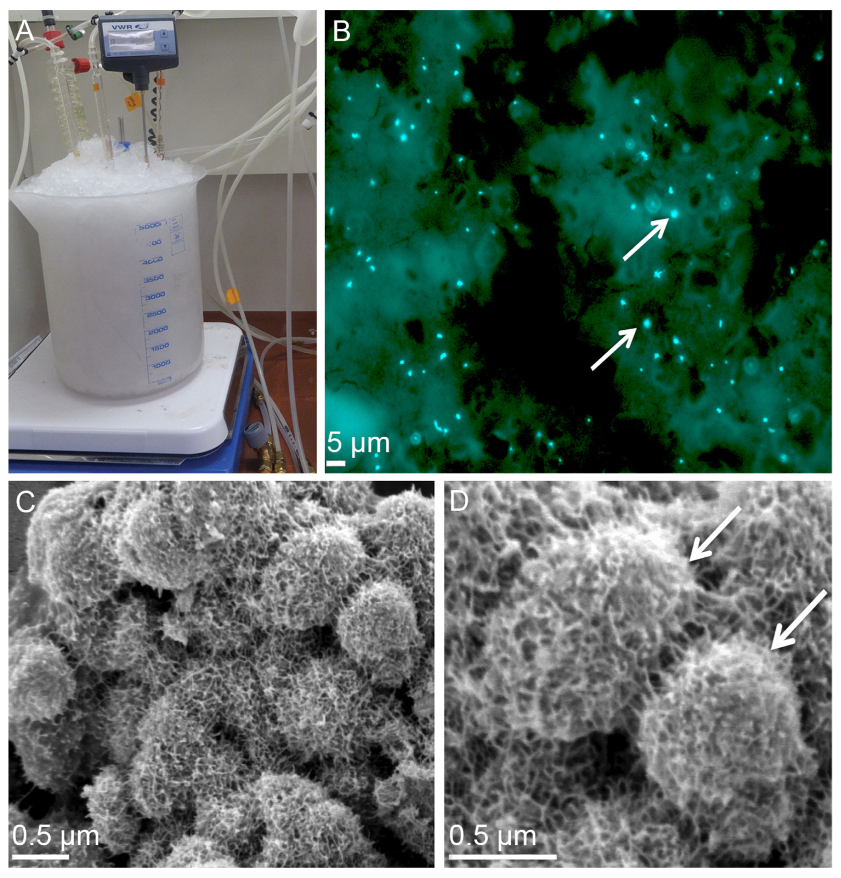 Microorganisms 10 02417 g002