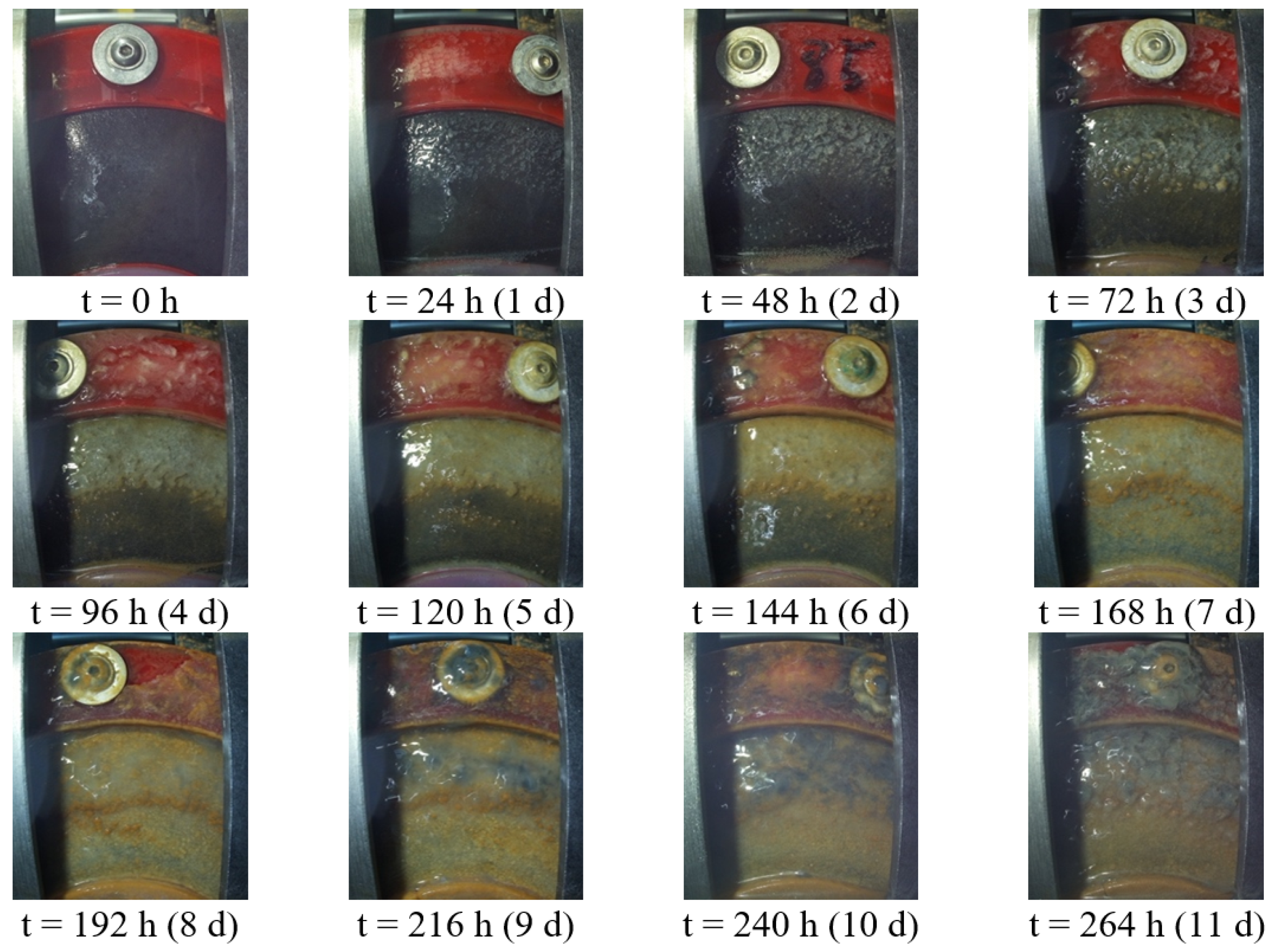 Microorganisms 10 02421 g003