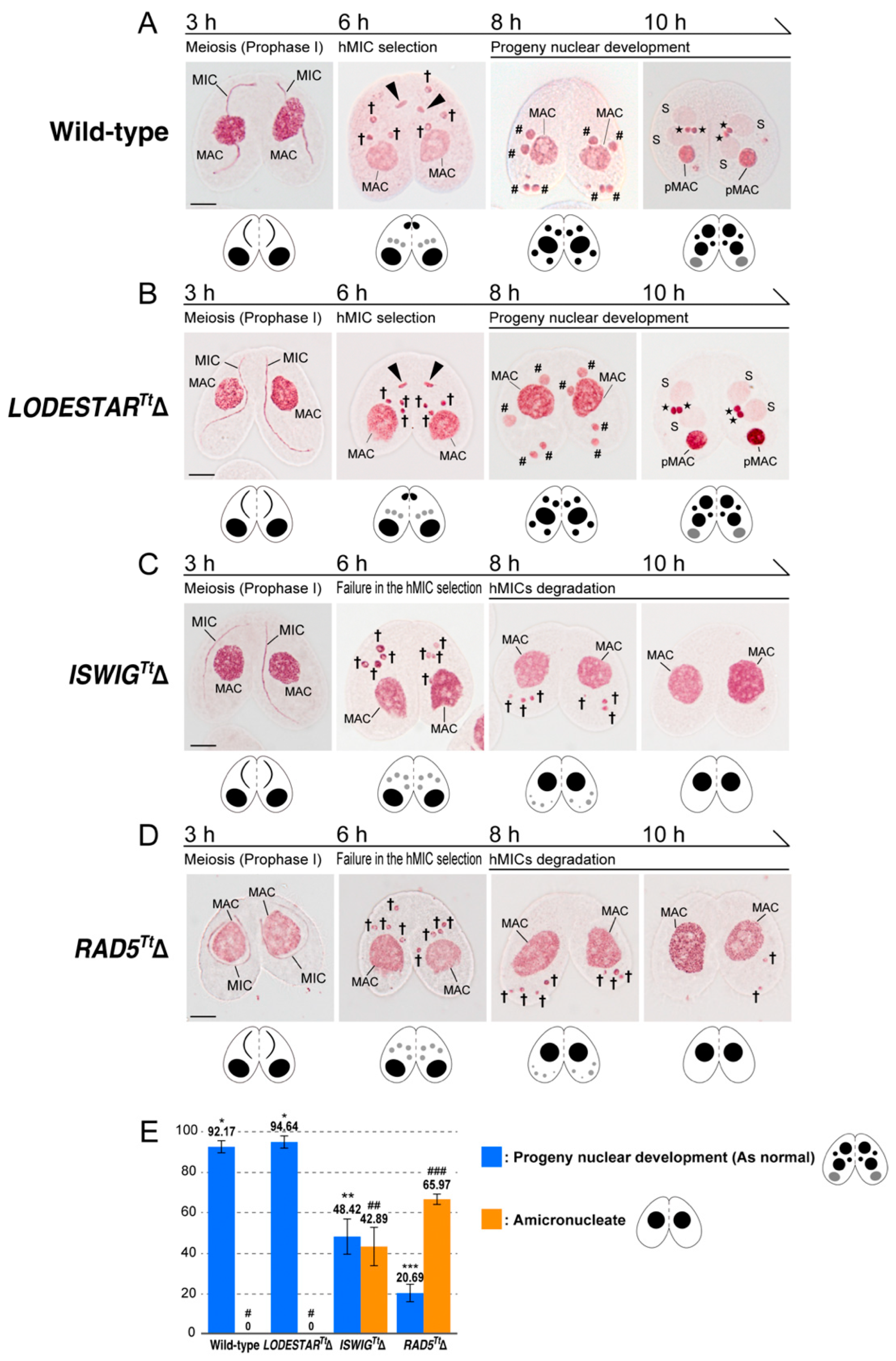 Microorganisms 10 02426 g003