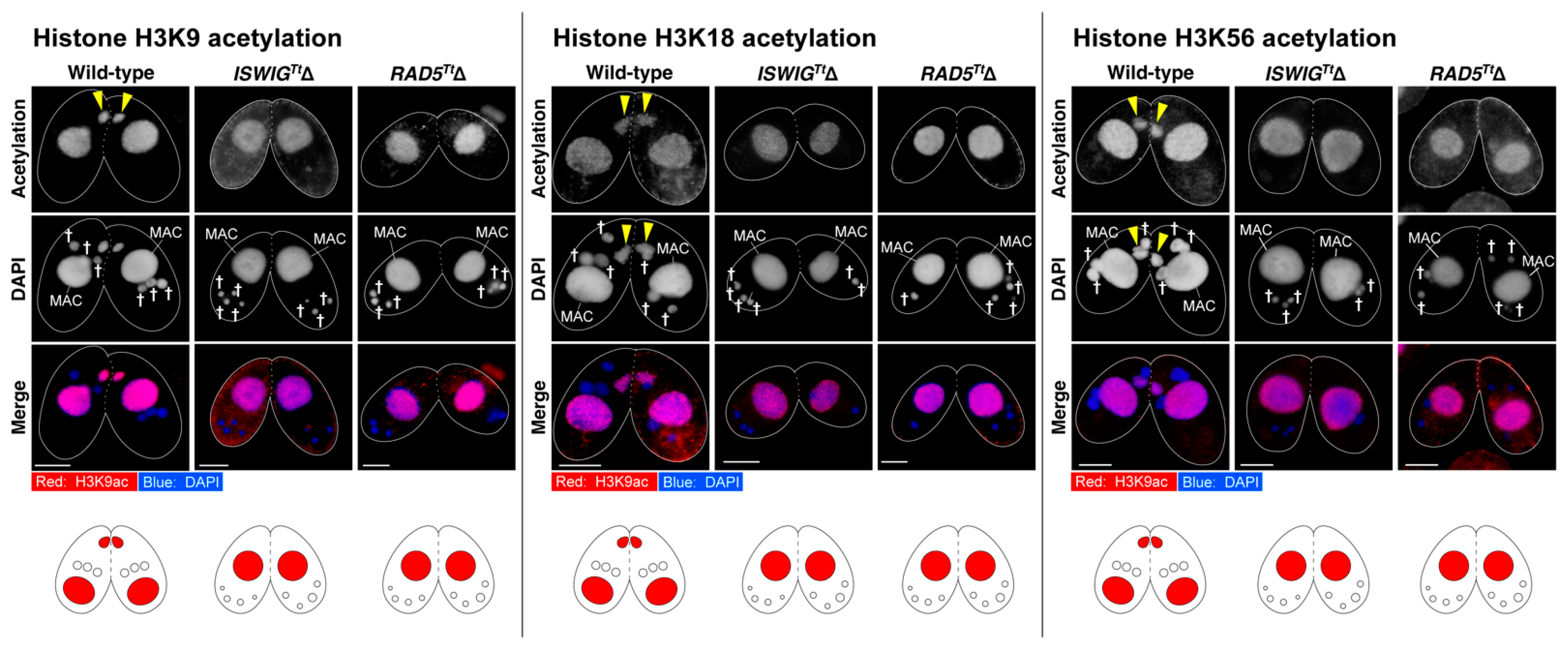 Microorganisms 10 02426 g005