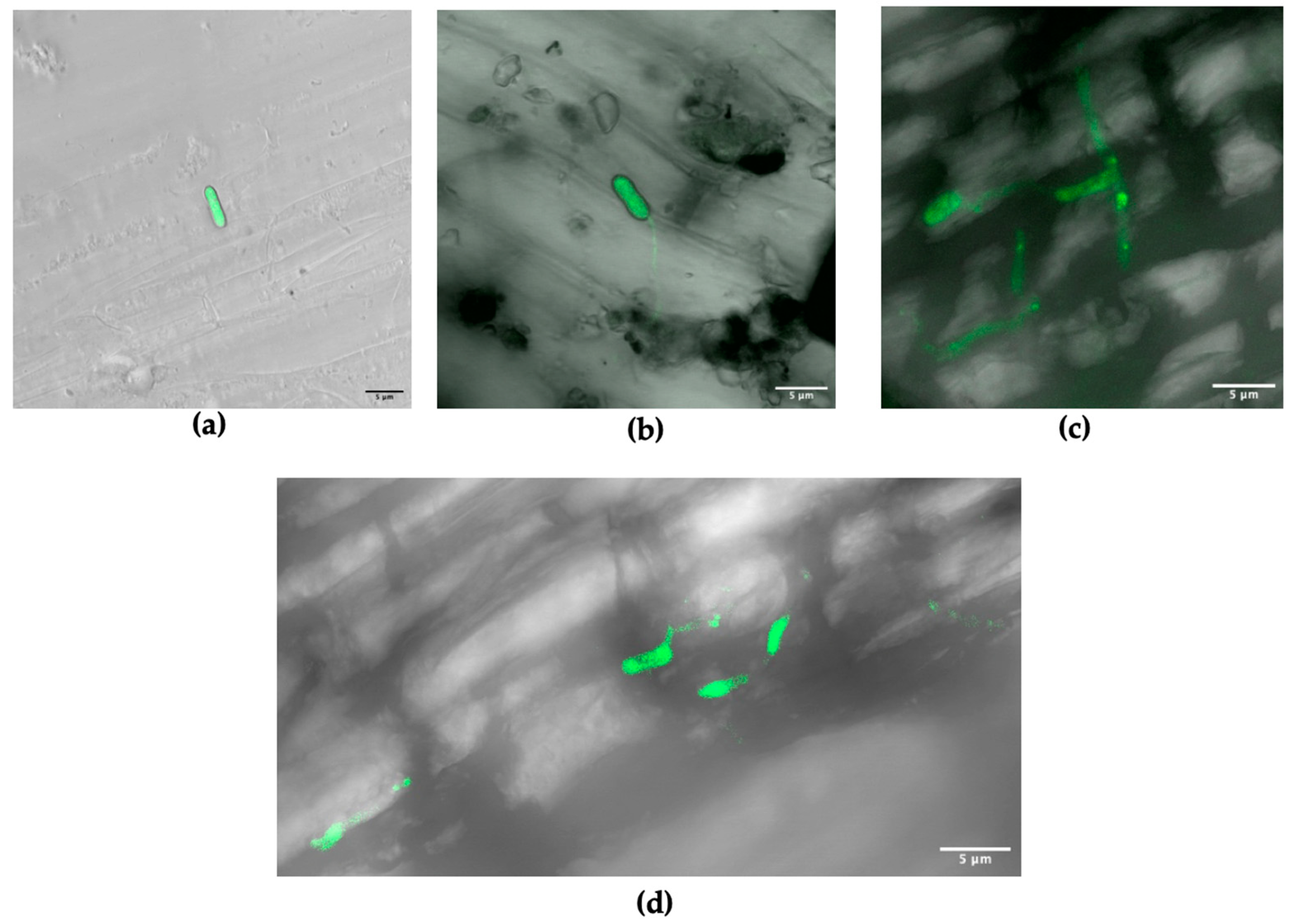 Microorganisms 10 02437 g003 Microorganisms 10 02437 g003