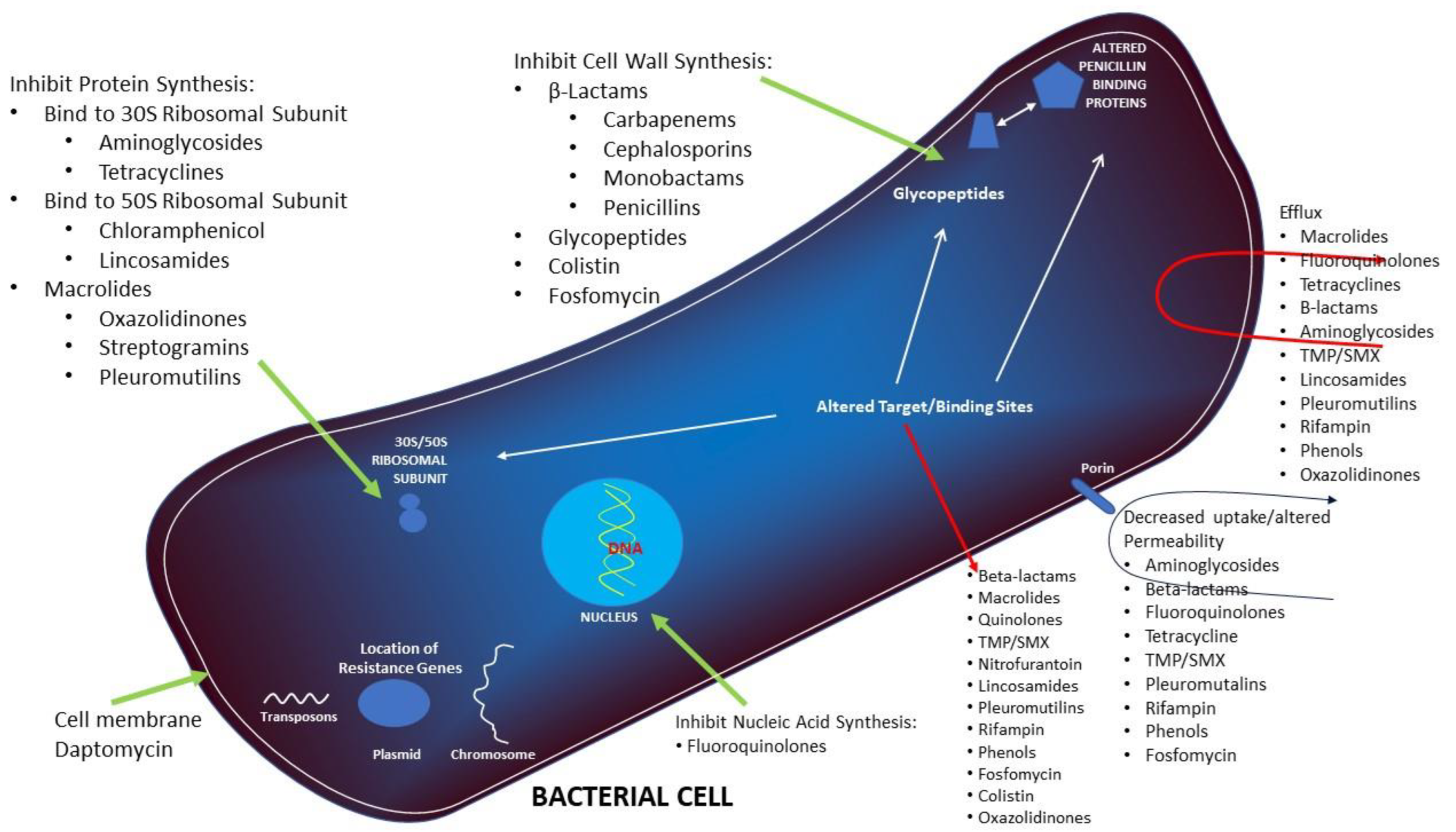 Microorganisms 10 02438 g003
