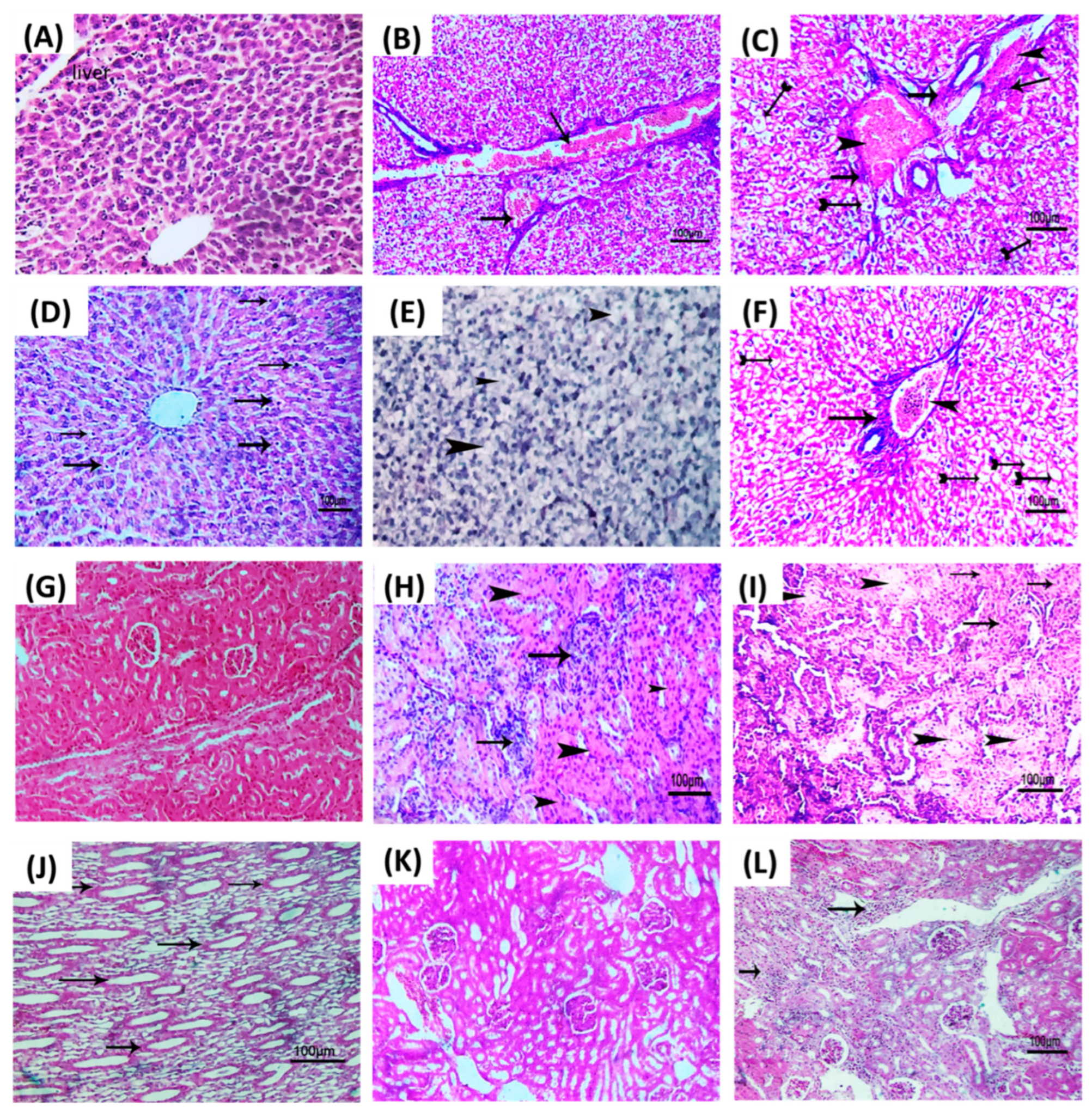 Microorganisms 10 02455 g006