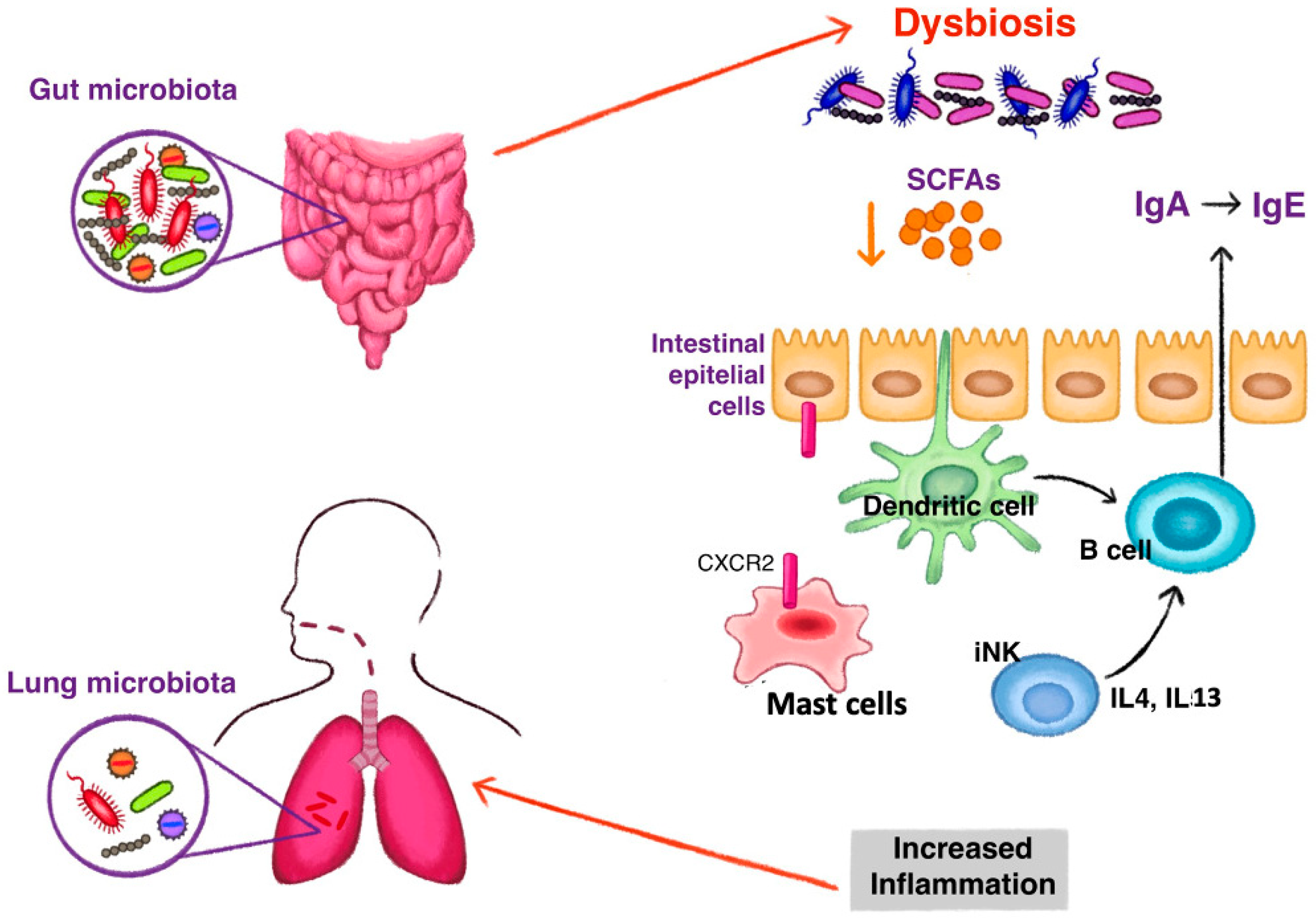 How LPS prevents or promotes development of asthma and allergic