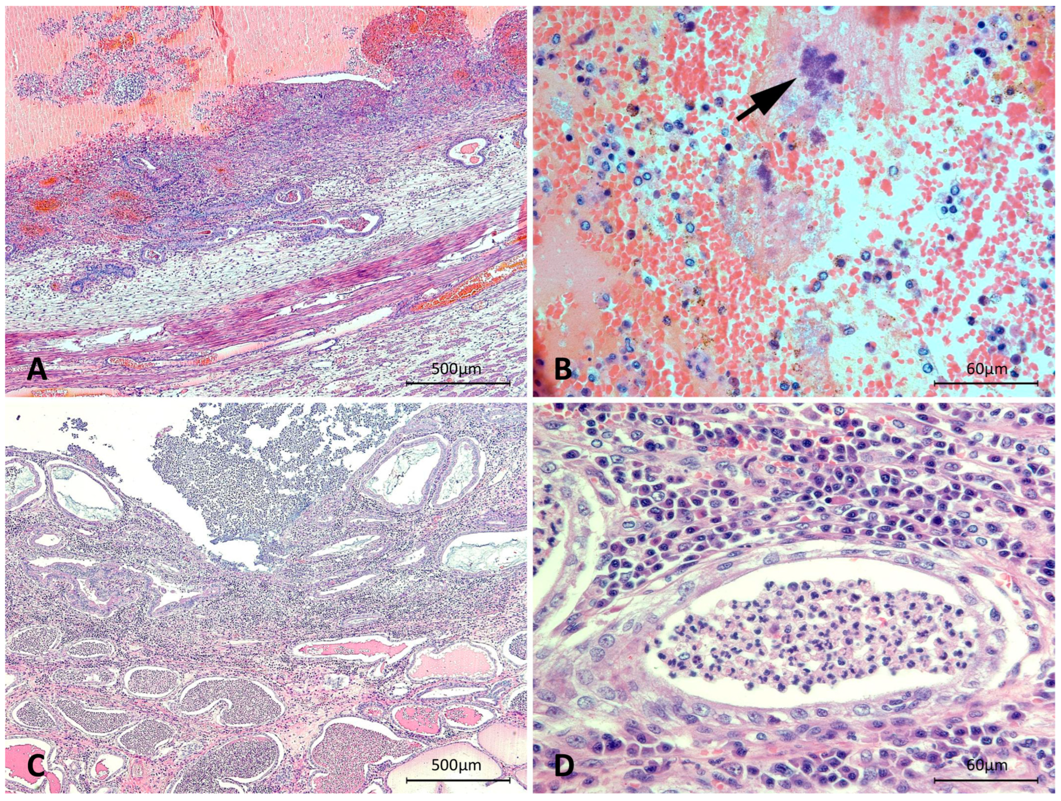 Microorganisms 10 02465 g001 Microorganisms 10 02465 g001