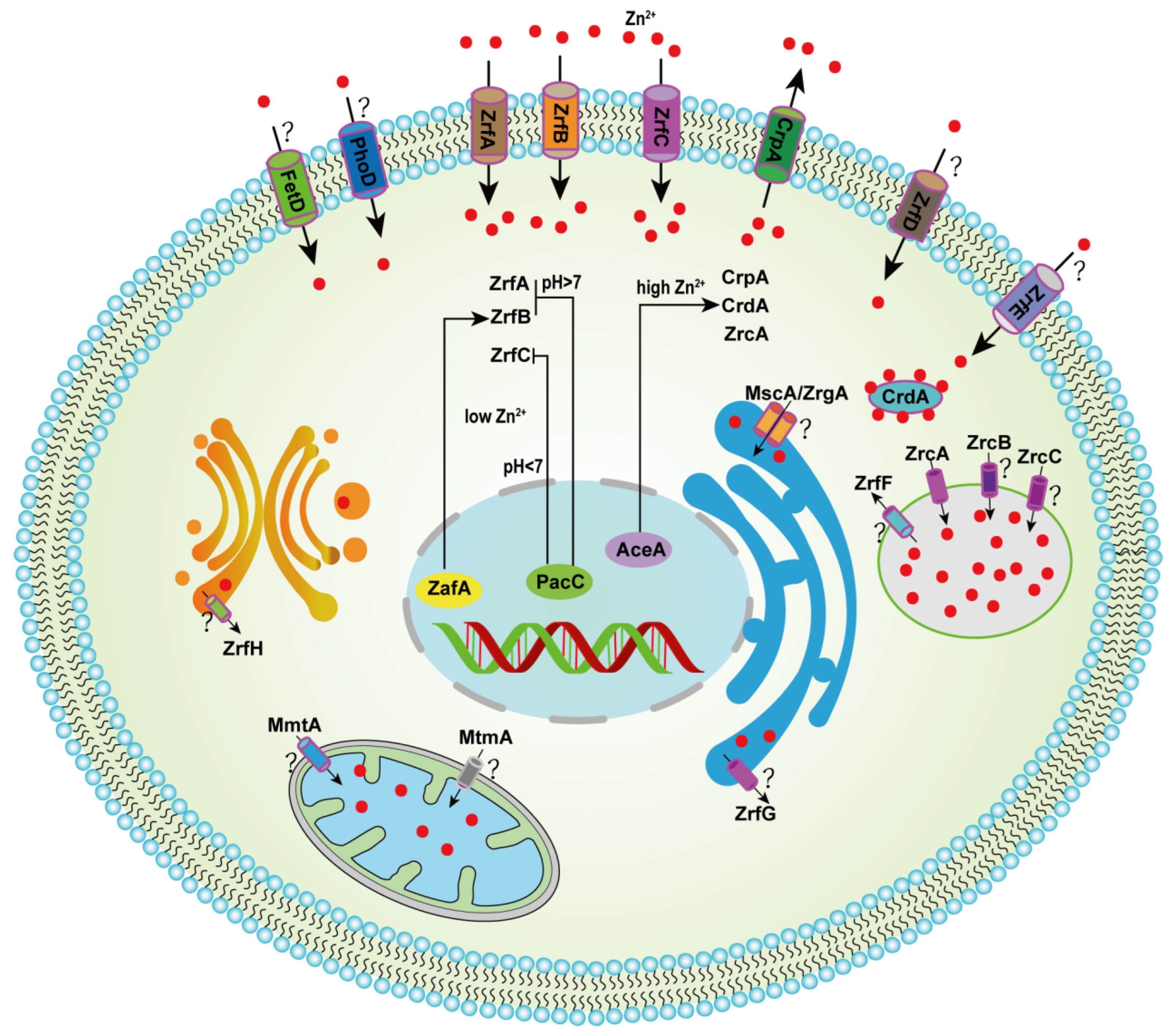 Microorganisms 10 02469 g001