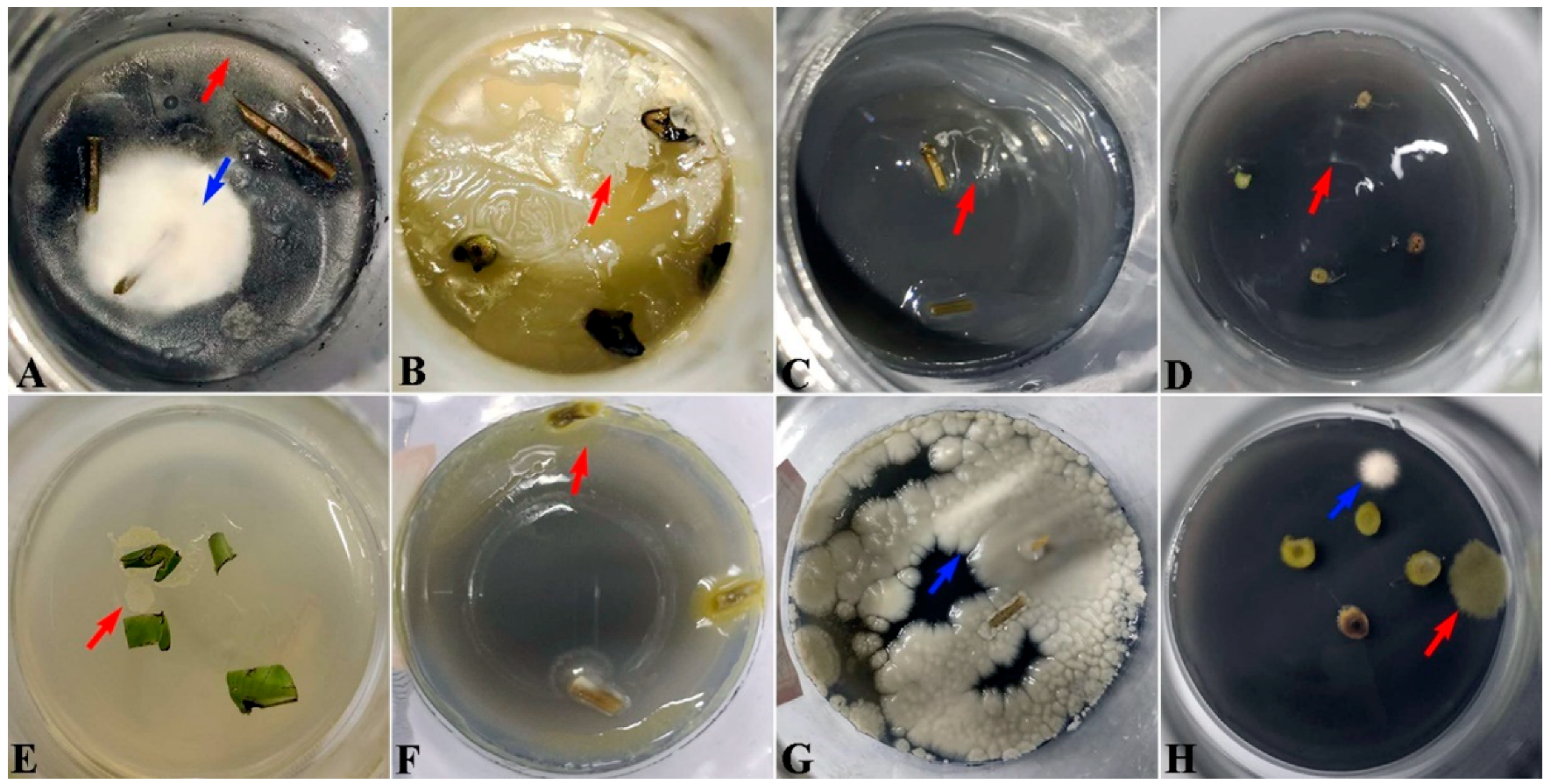 Microorganisms 10 02476 g001 Microorganisms 10 02476 g001